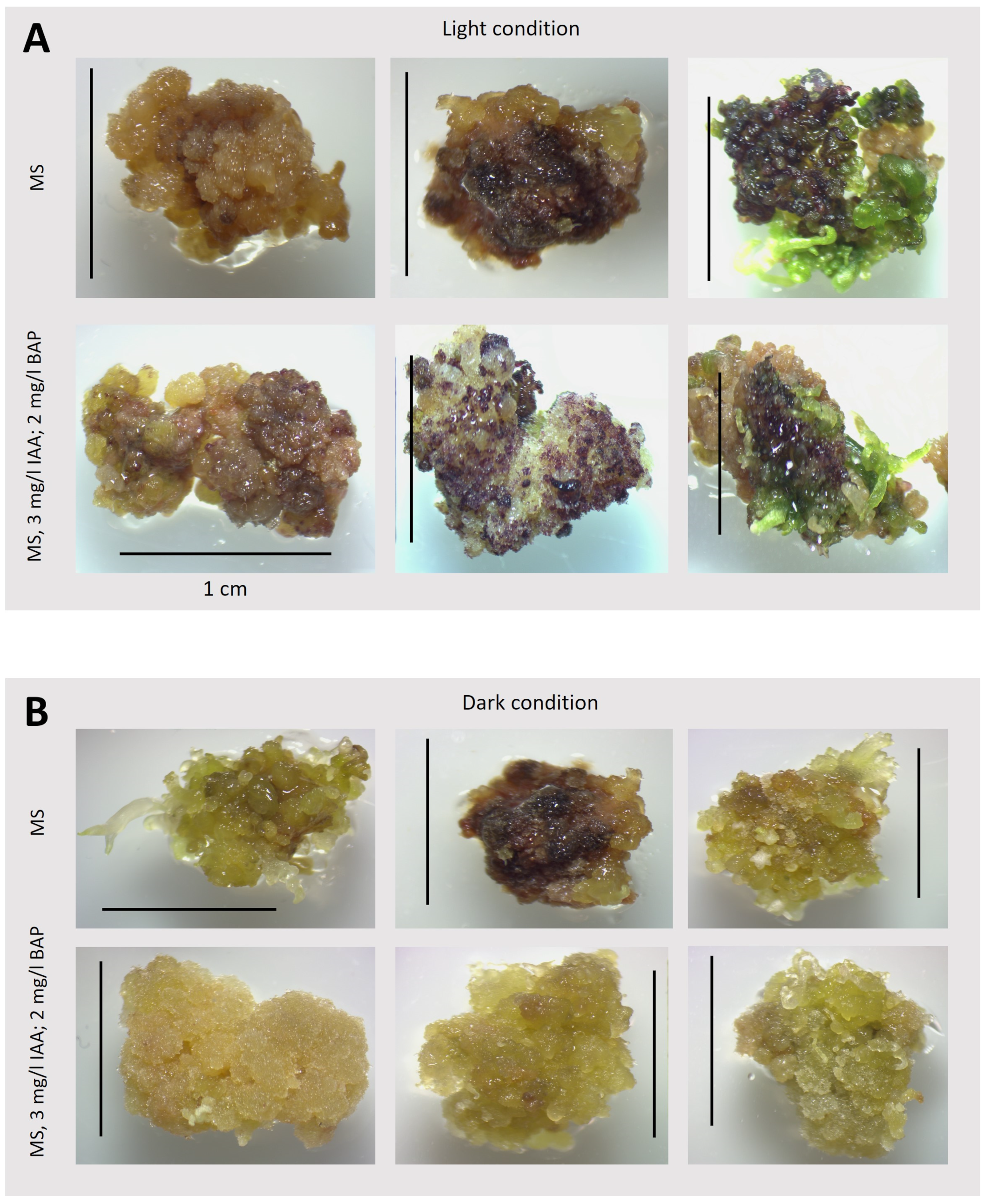 Plants 13 03080 g007