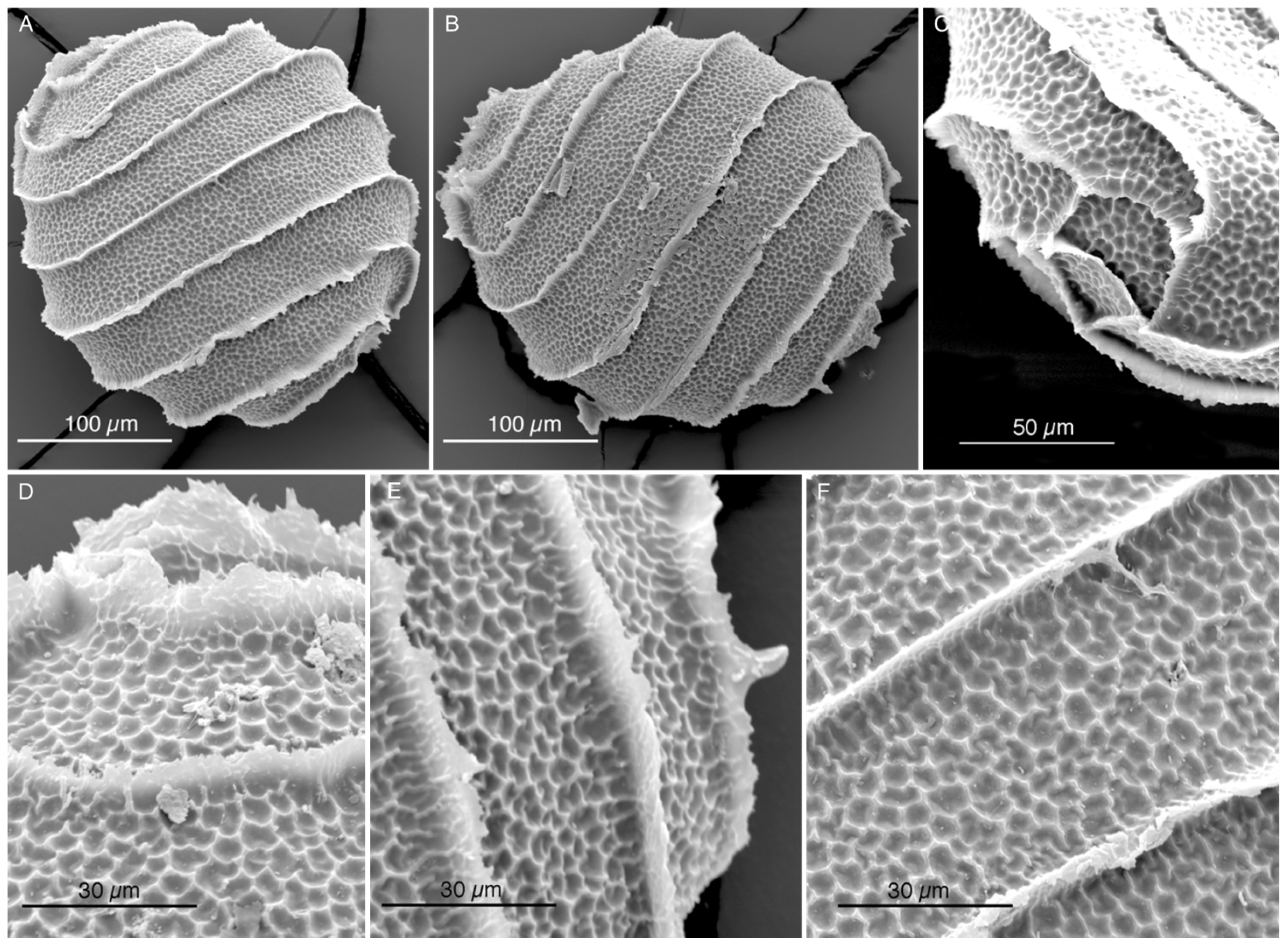 Plants 13 03081 g001 Plants 13 03081 g001