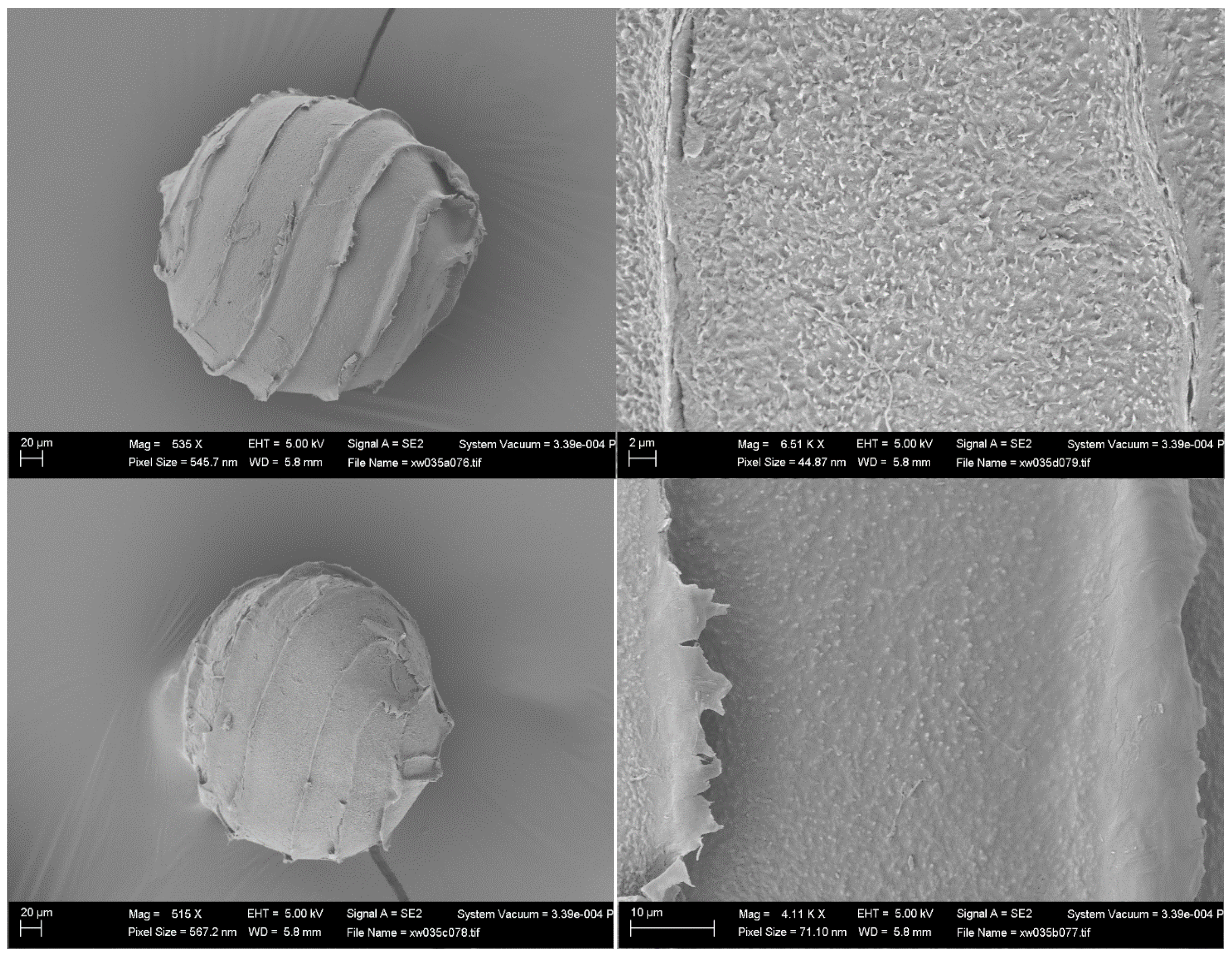 Plants 13 03081 g003 Plants 13 03081 g003