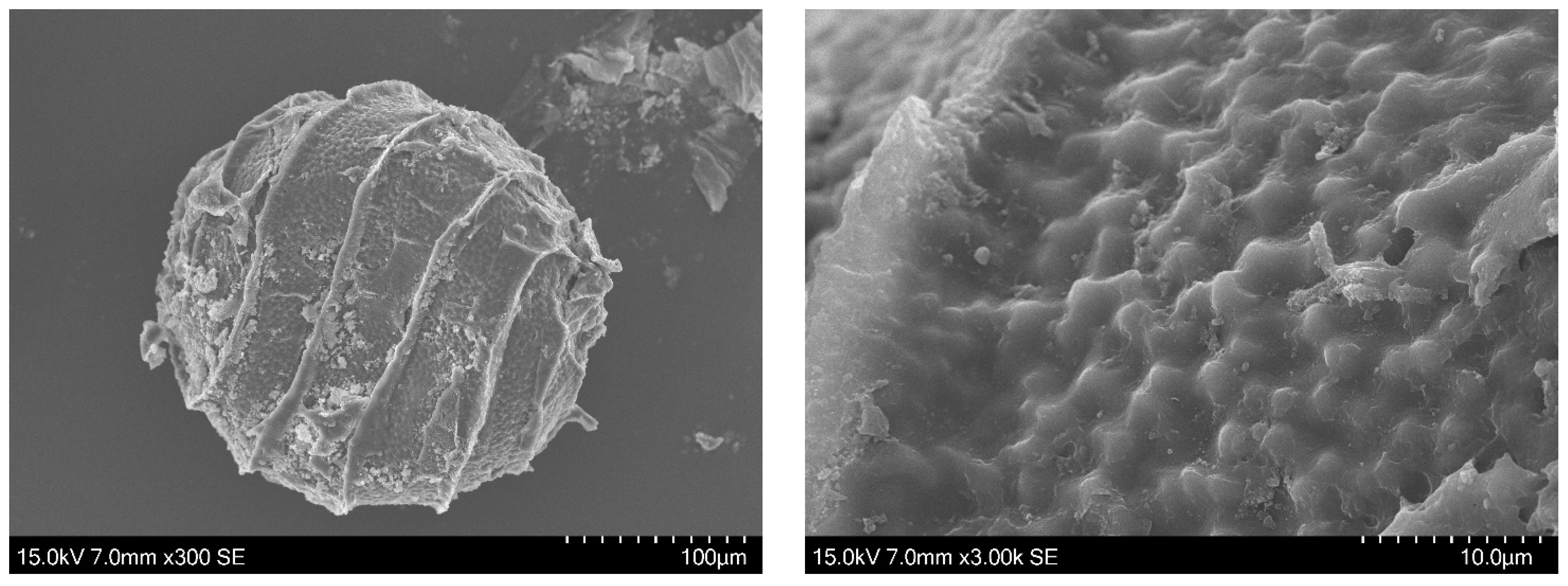 Plants 13 03081 g004 Plants 13 03081 g004