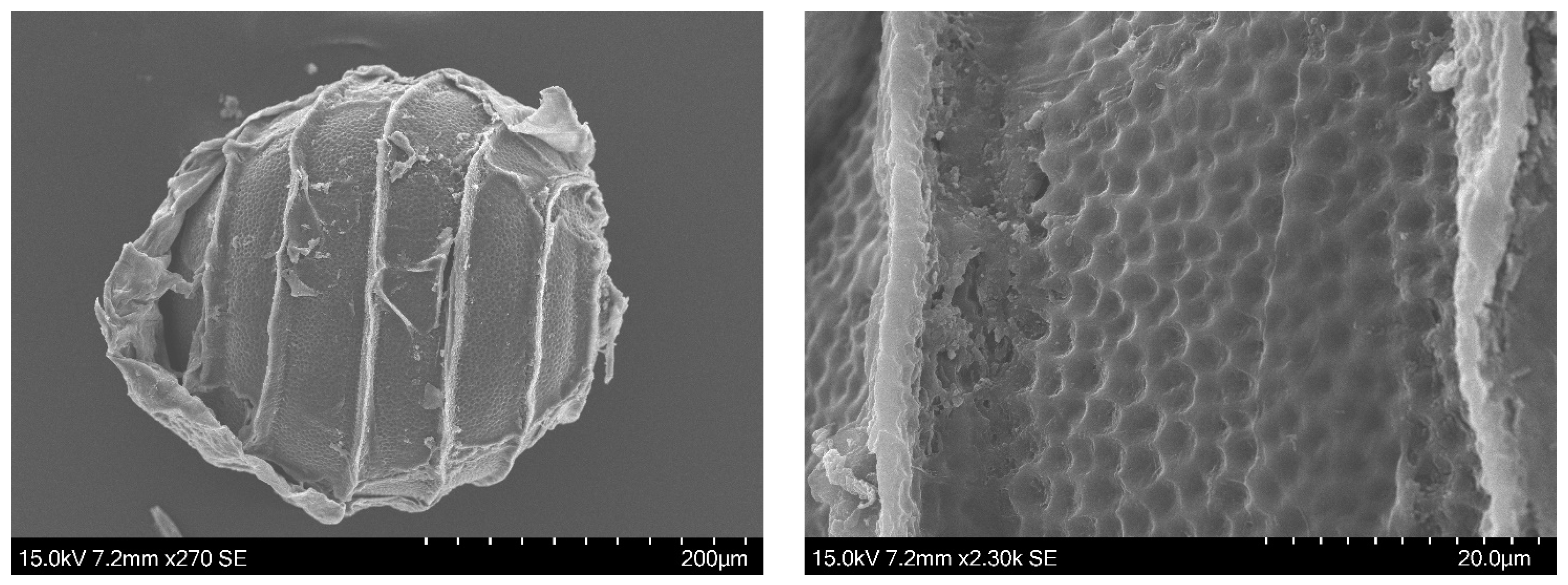 Plants 13 03081 g005 Plants 13 03081 g005