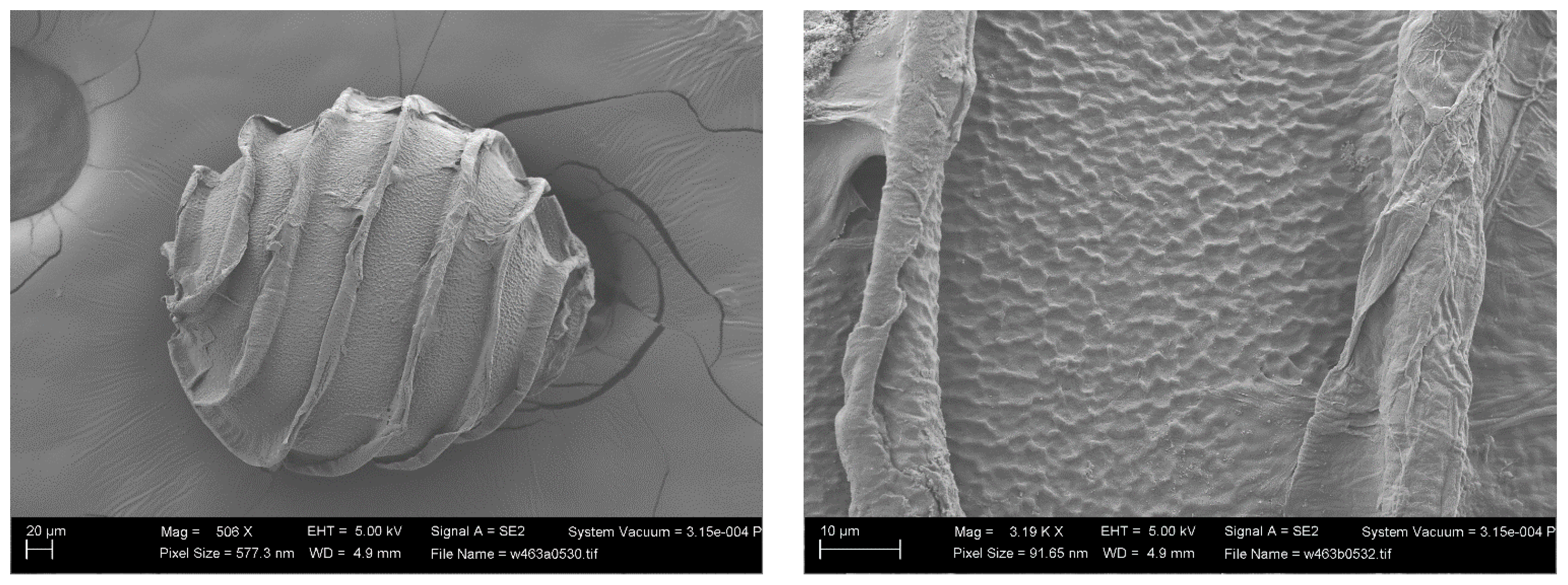 Plants 13 03081 g007 Plants 13 03081 g007