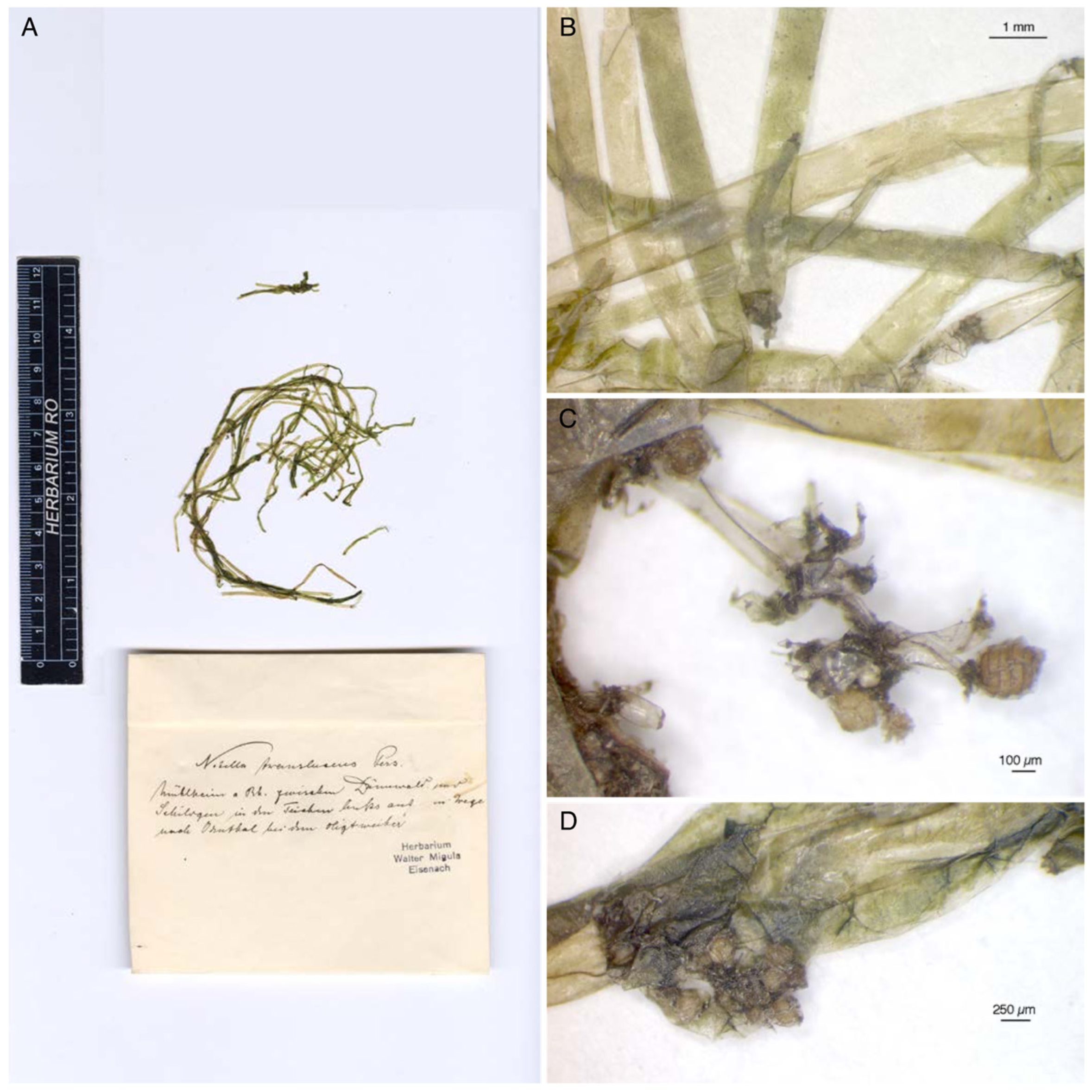 Plants 13 03081 g008 Plants 13 03081 g008