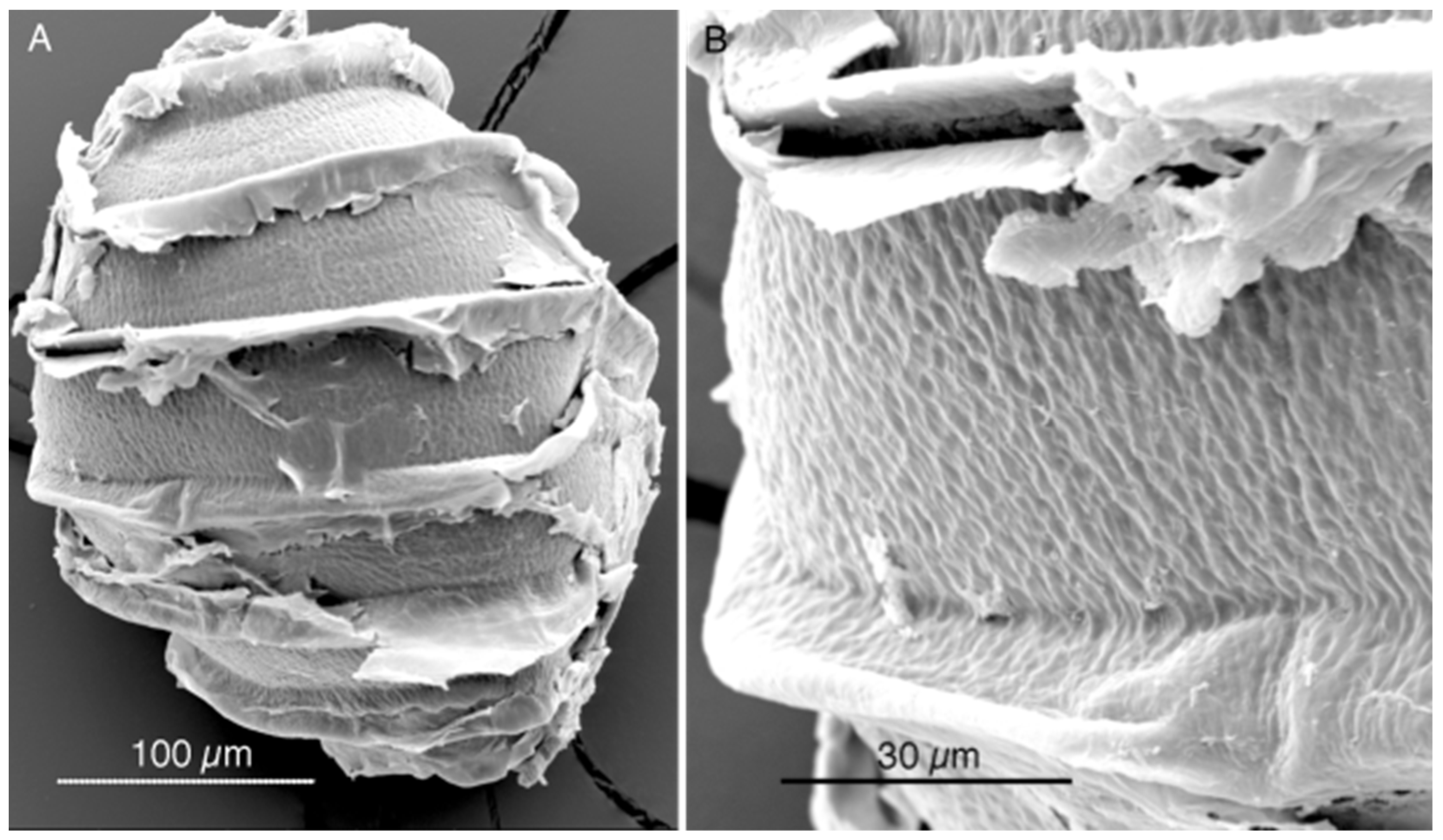 Plants 13 03081 g009 Plants 13 03081 g009