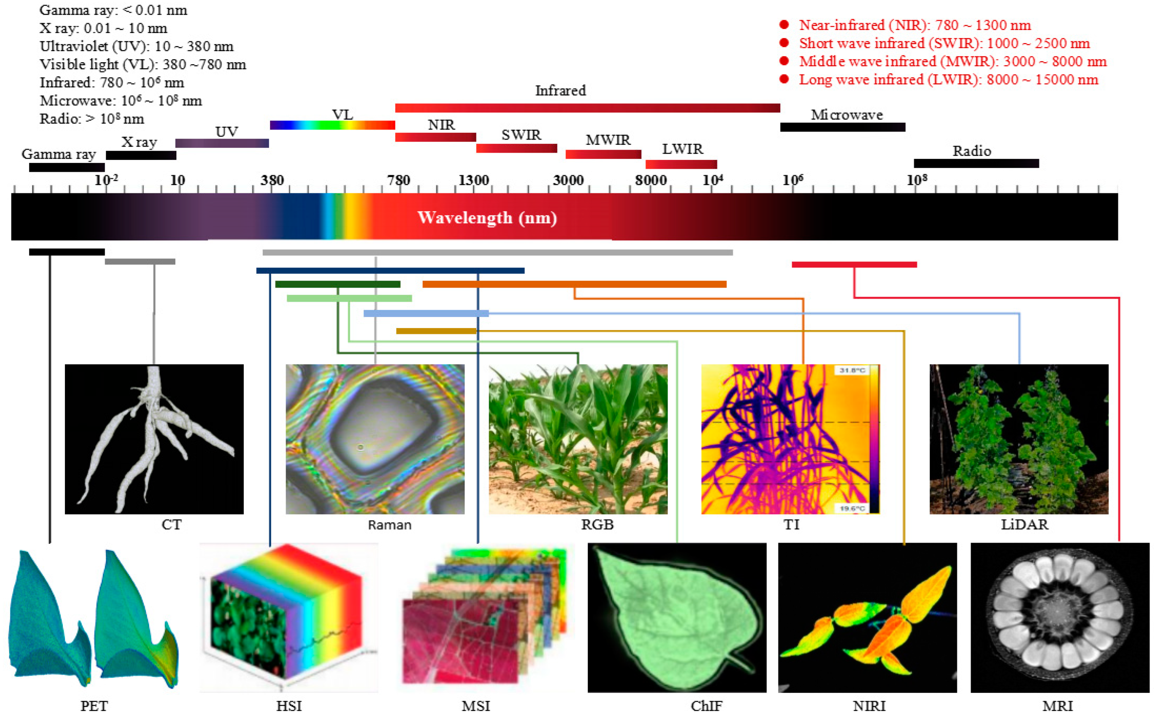 Plants 13 03088 g001