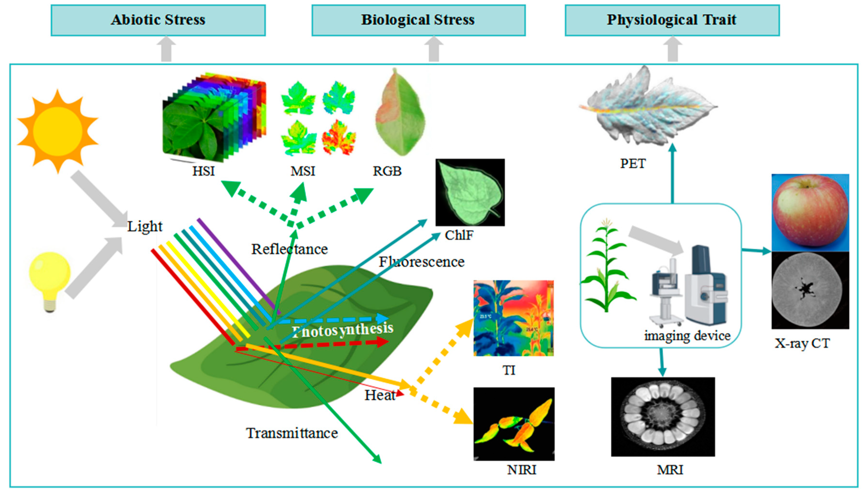 Plants 13 03088 g003