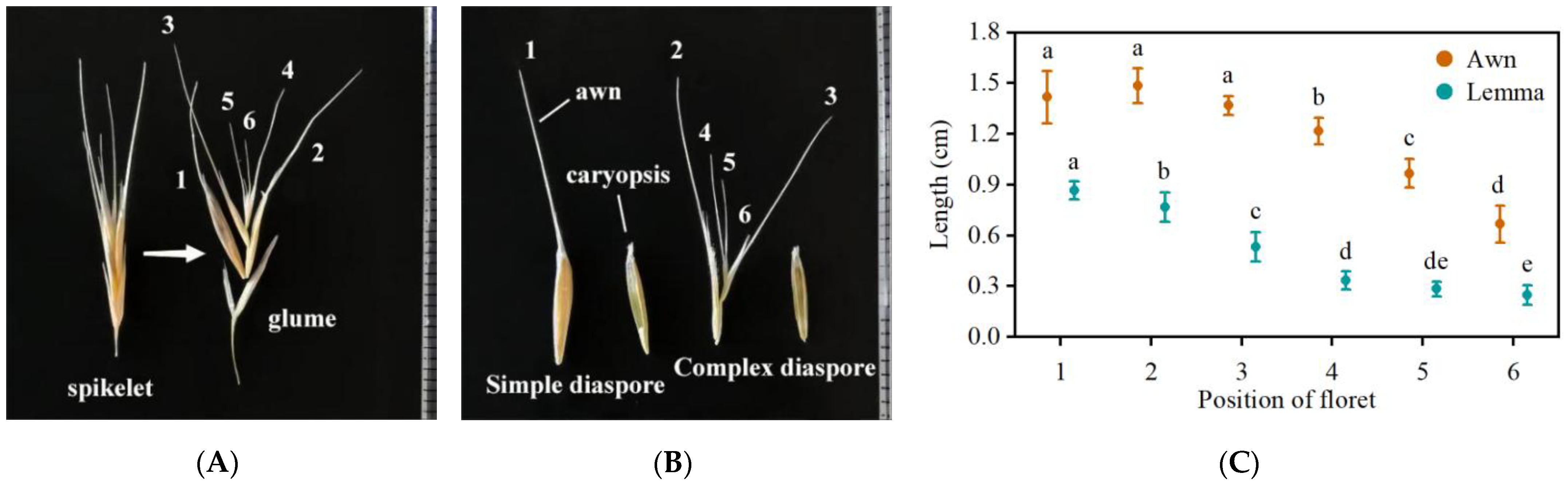 Plants 13 03093 g001