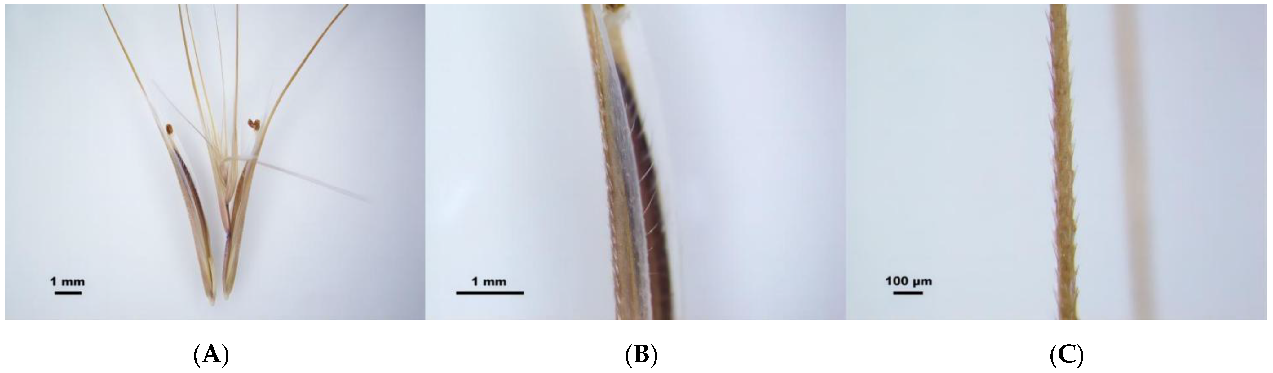 Plants 13 03093 g002