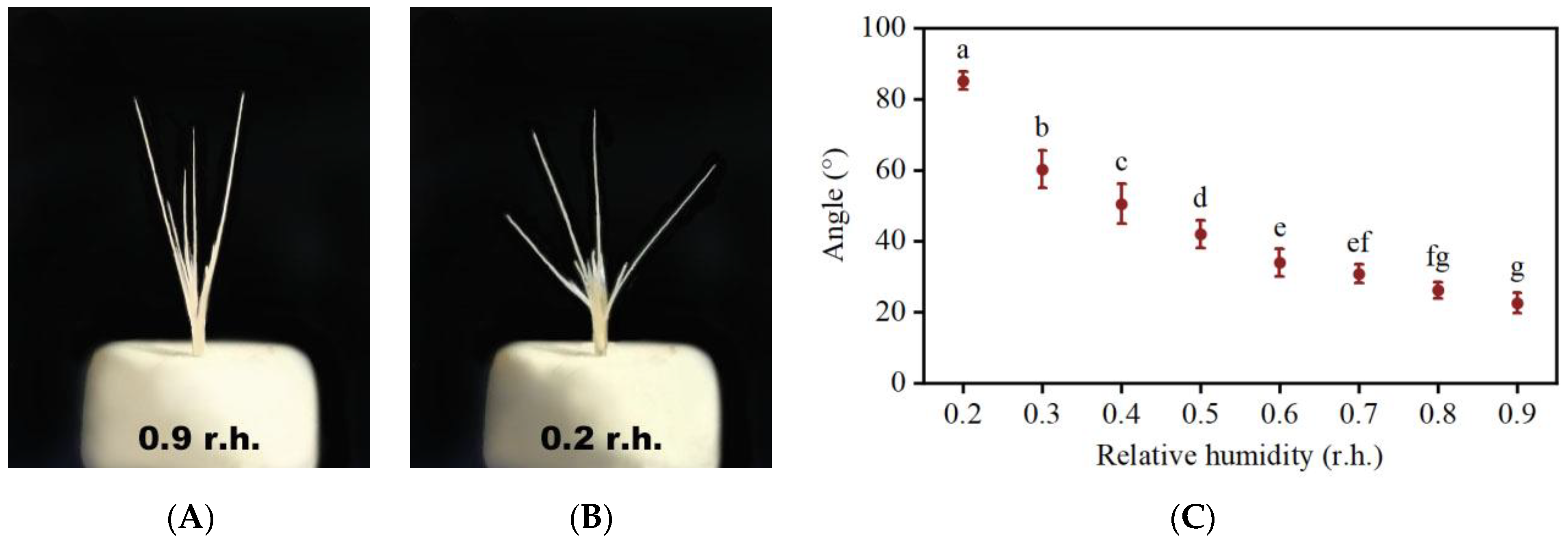 Plants 13 03093 g006