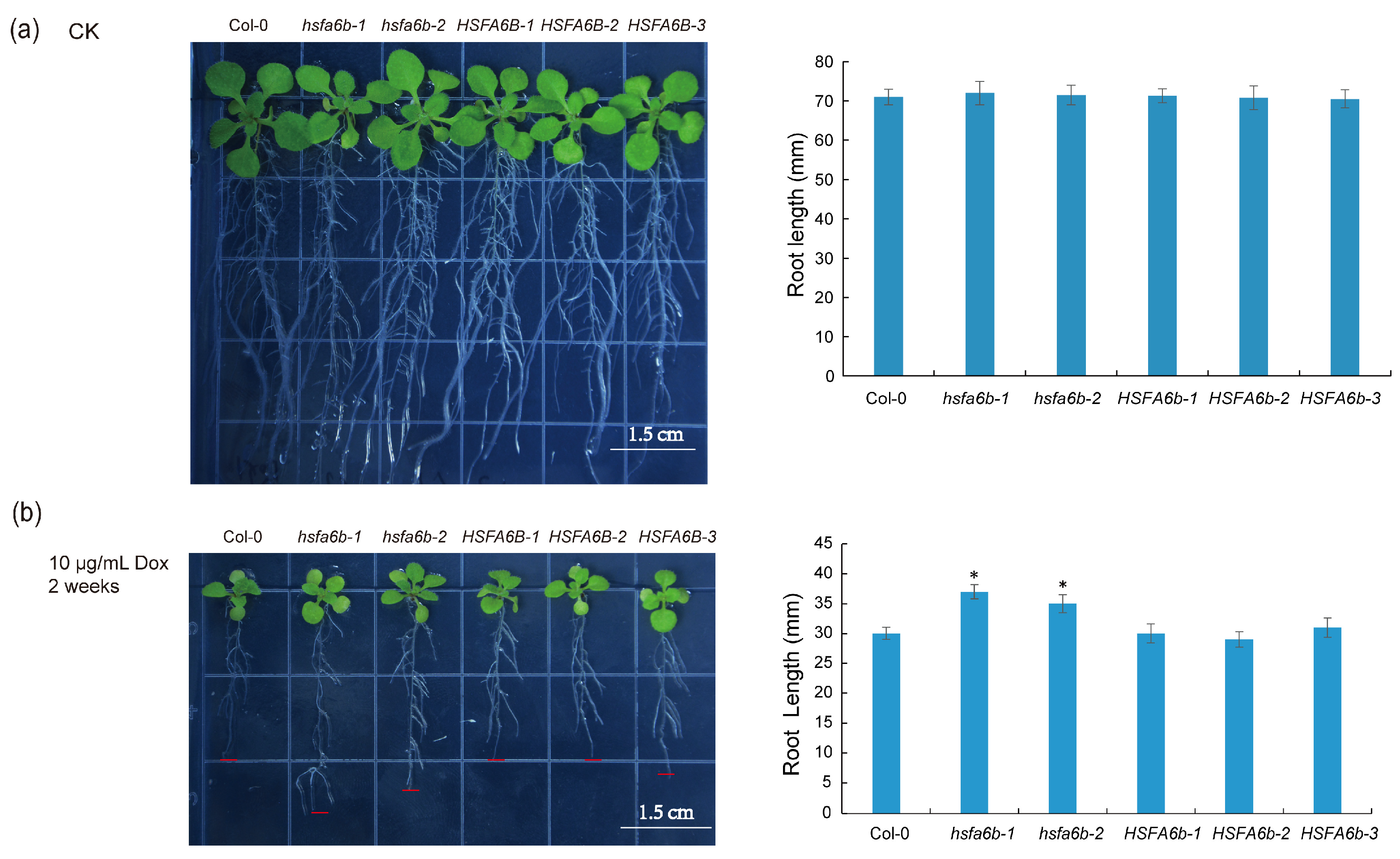 Plants 13 03116 g005