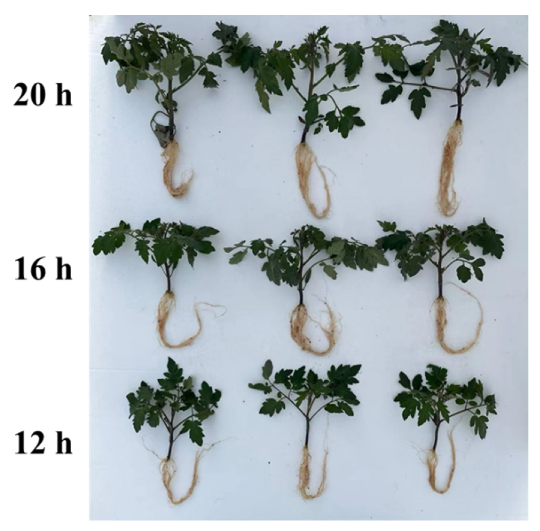 Plants 13 03119 g002