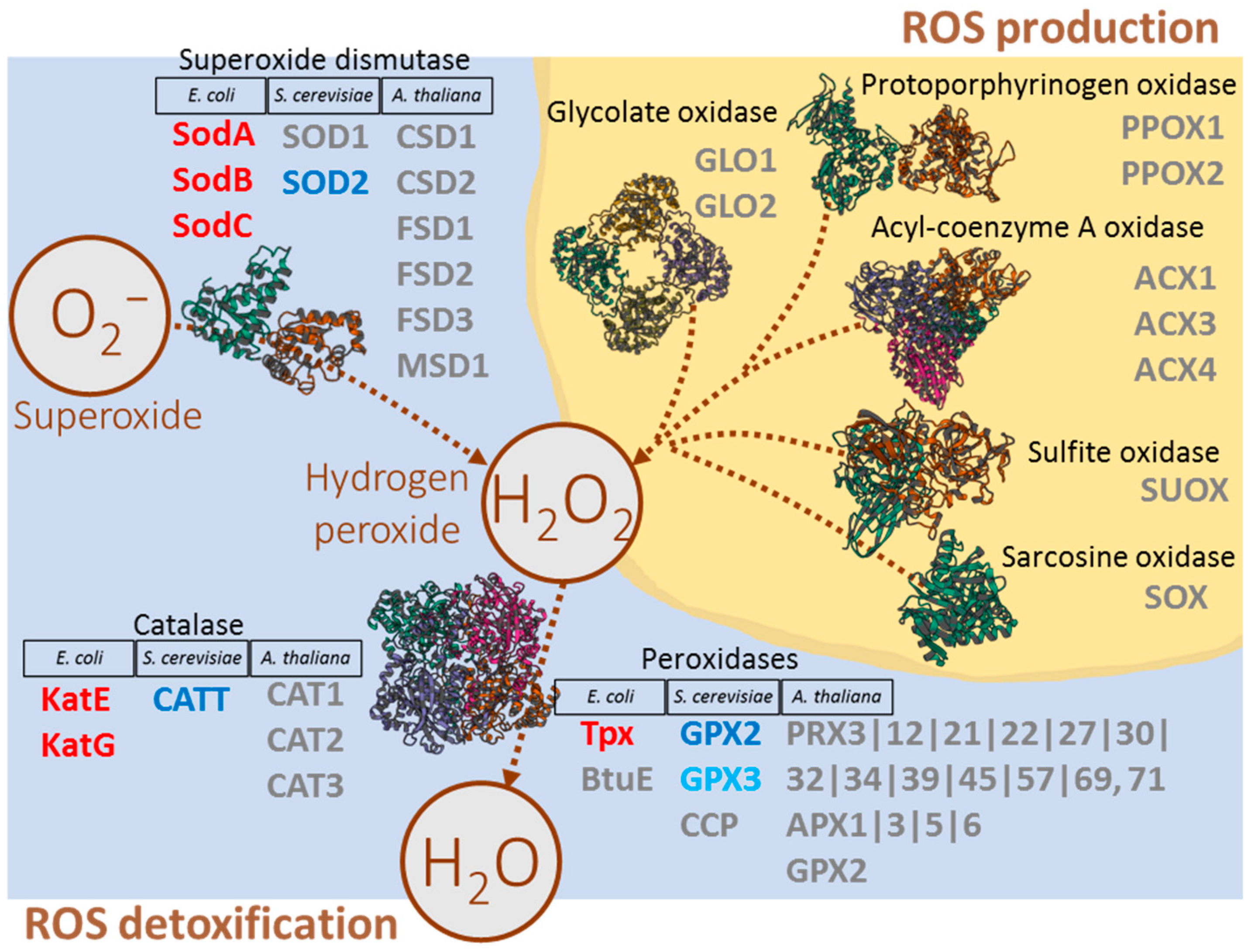Plants 13 03121 g004