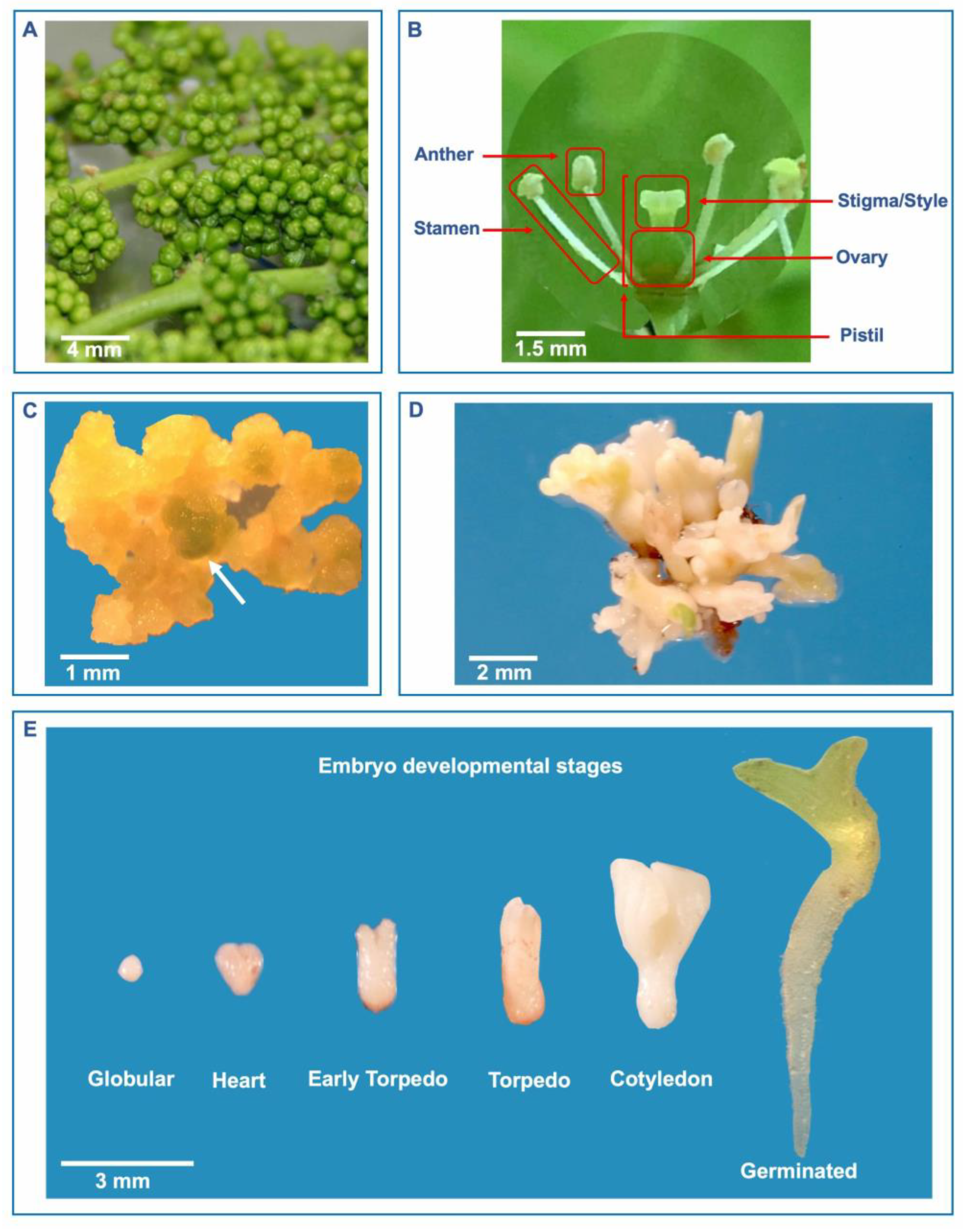 Plants 13 03131 g001 Plants 13 03131 g001