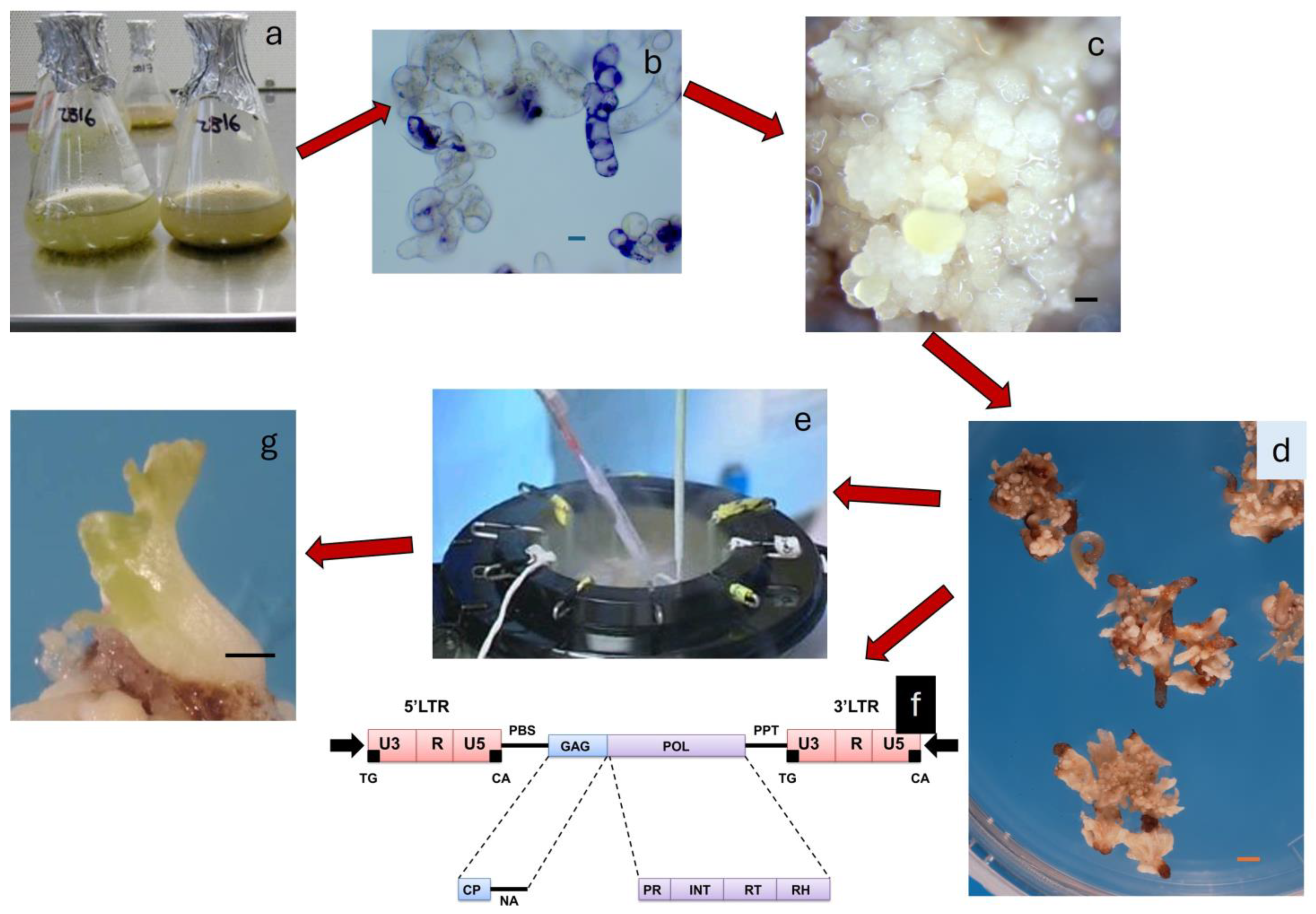 Plants 13 03131 g004 Plants 13 03131 g004