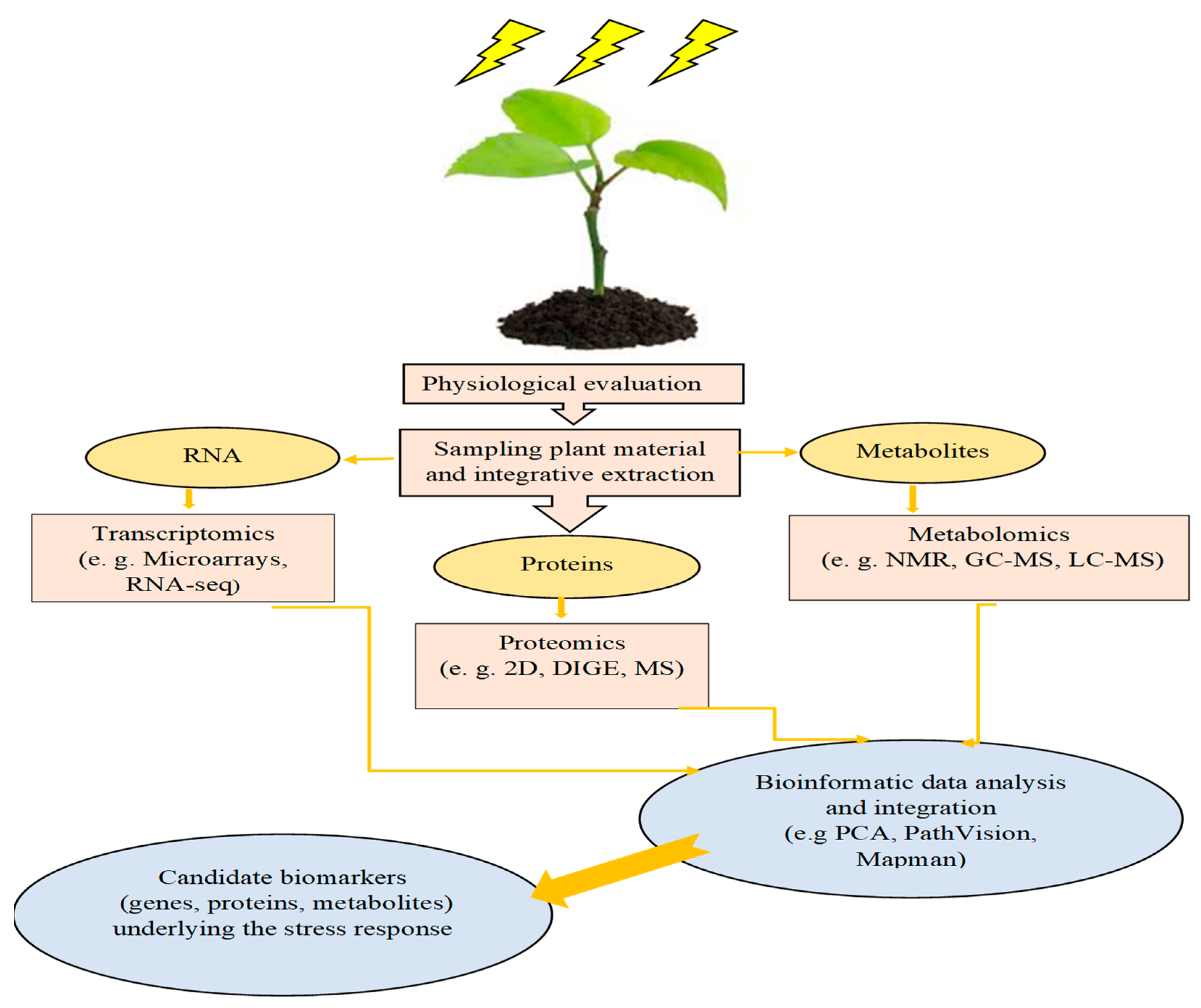 Plants 13 03134 g001