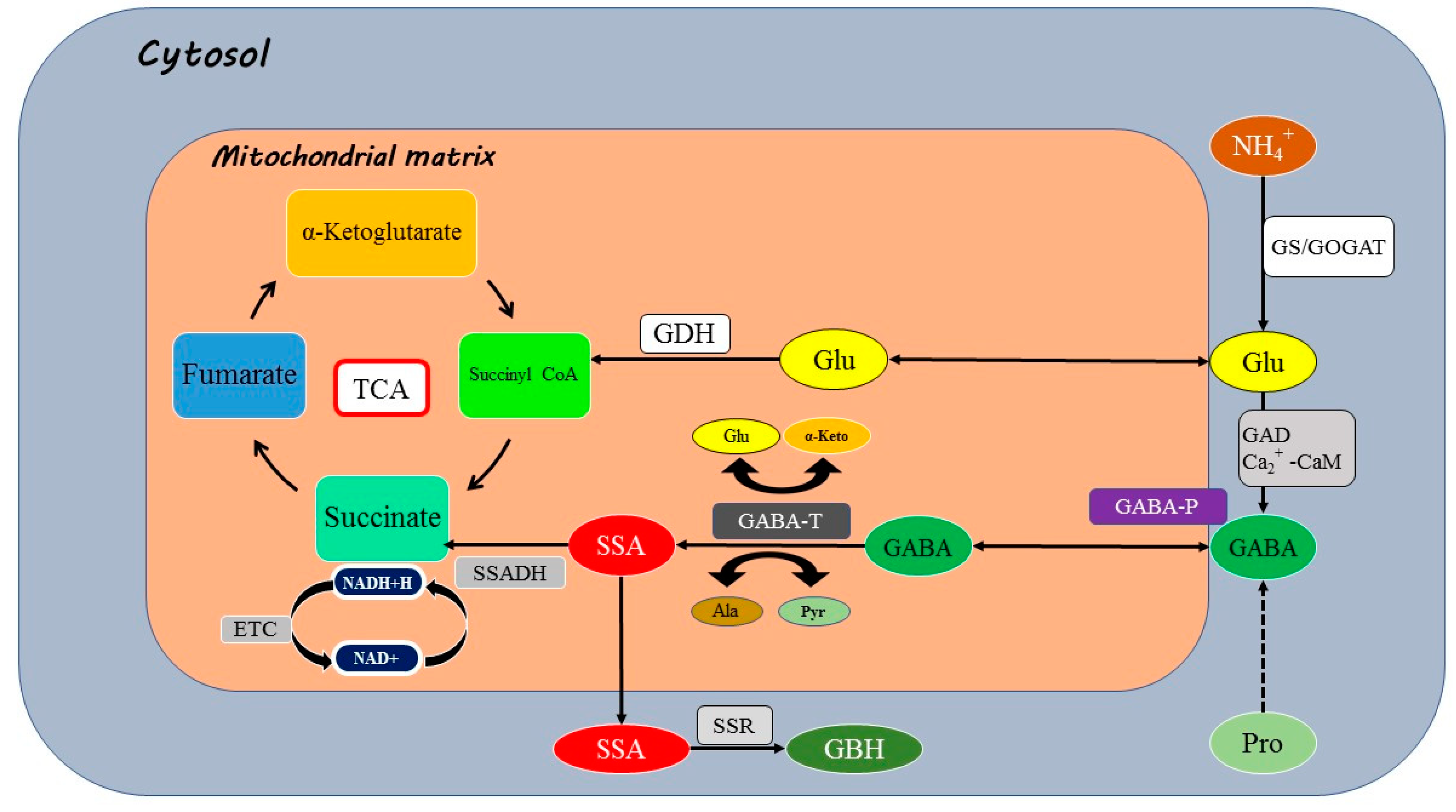 Plants 13 03134 g004