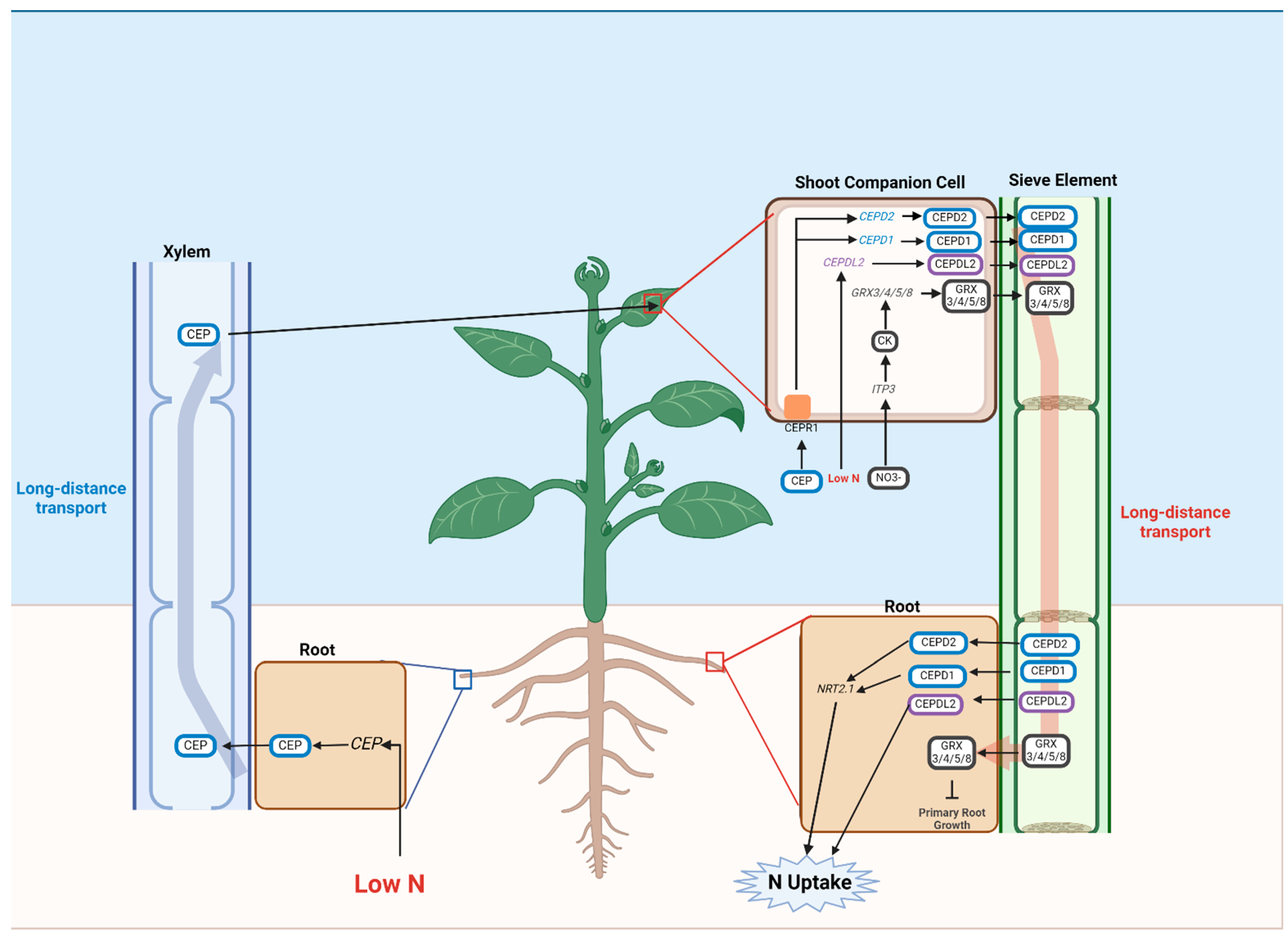 Plants 13 03144 g002