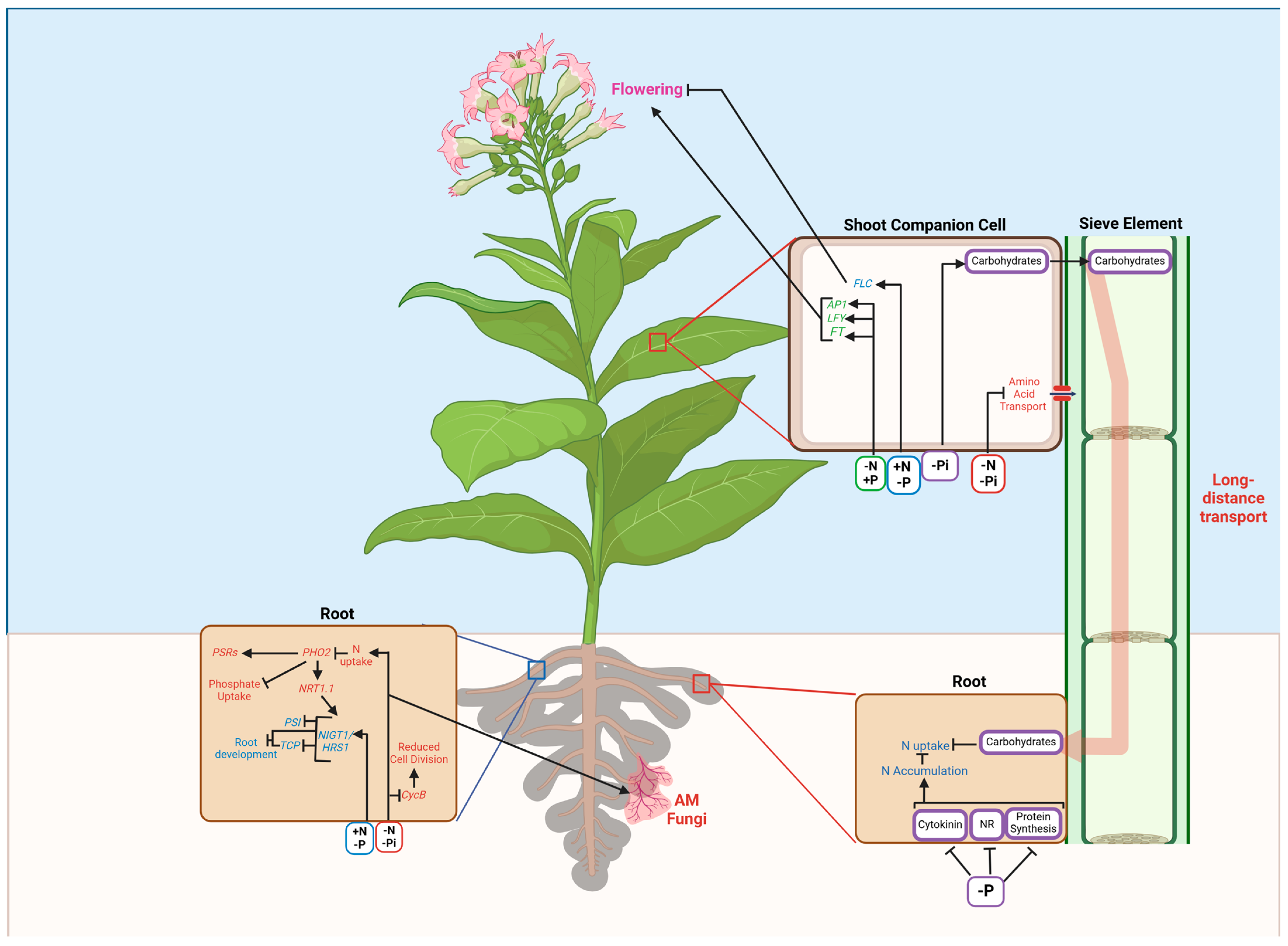 Plants 13 03144 g003