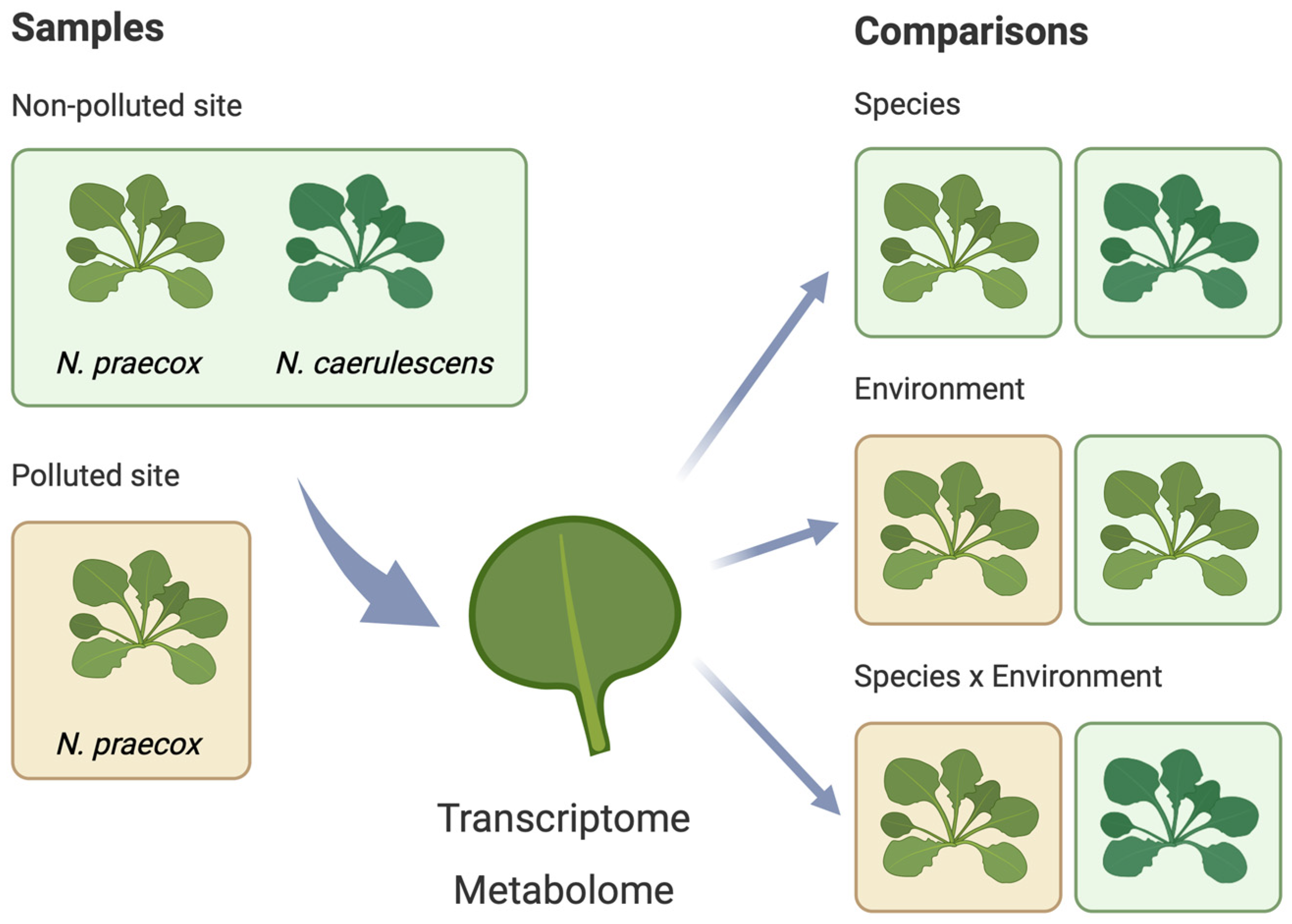 Plants 13 03149 g001