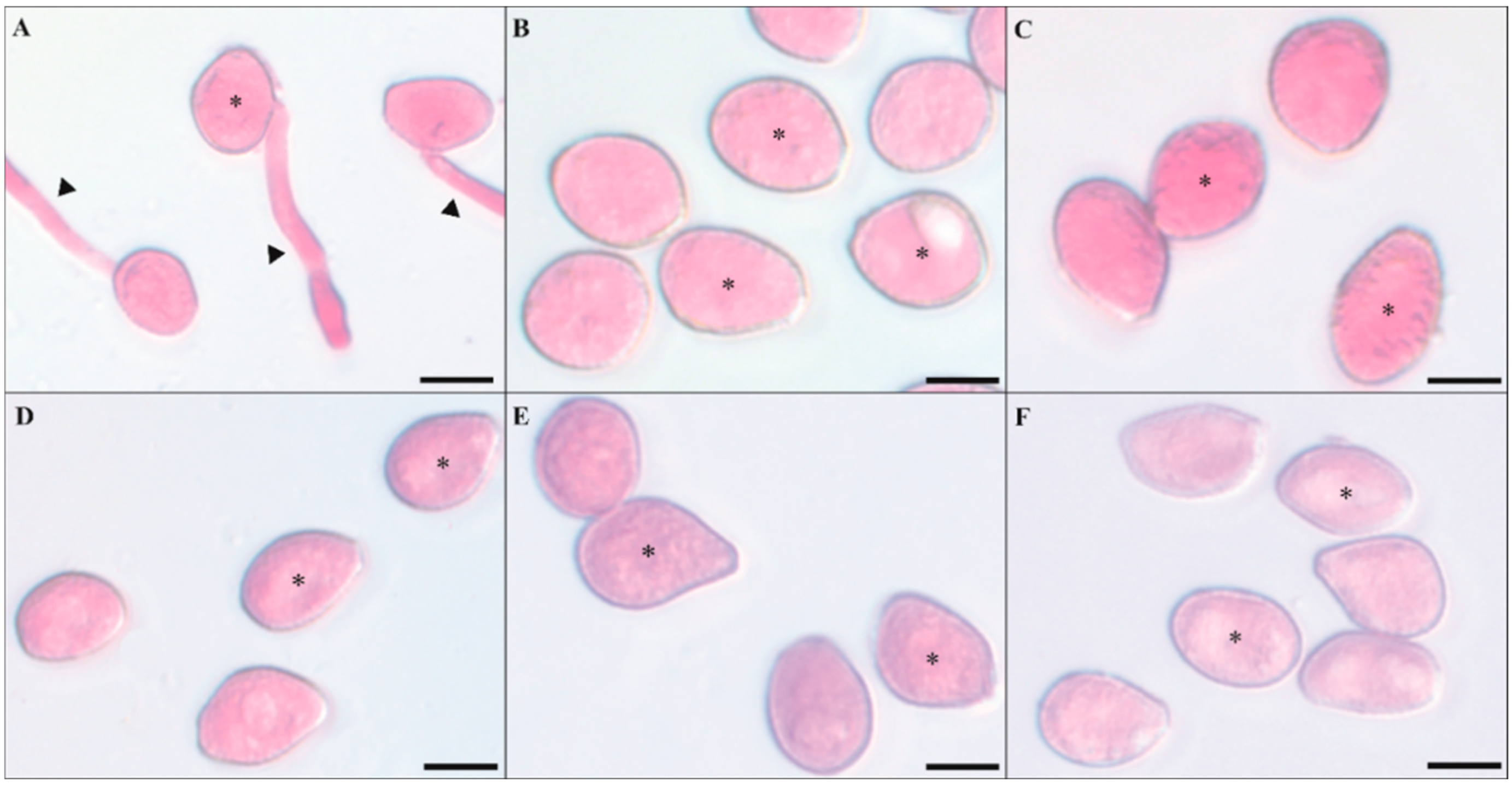 Plants 13 03161 g001