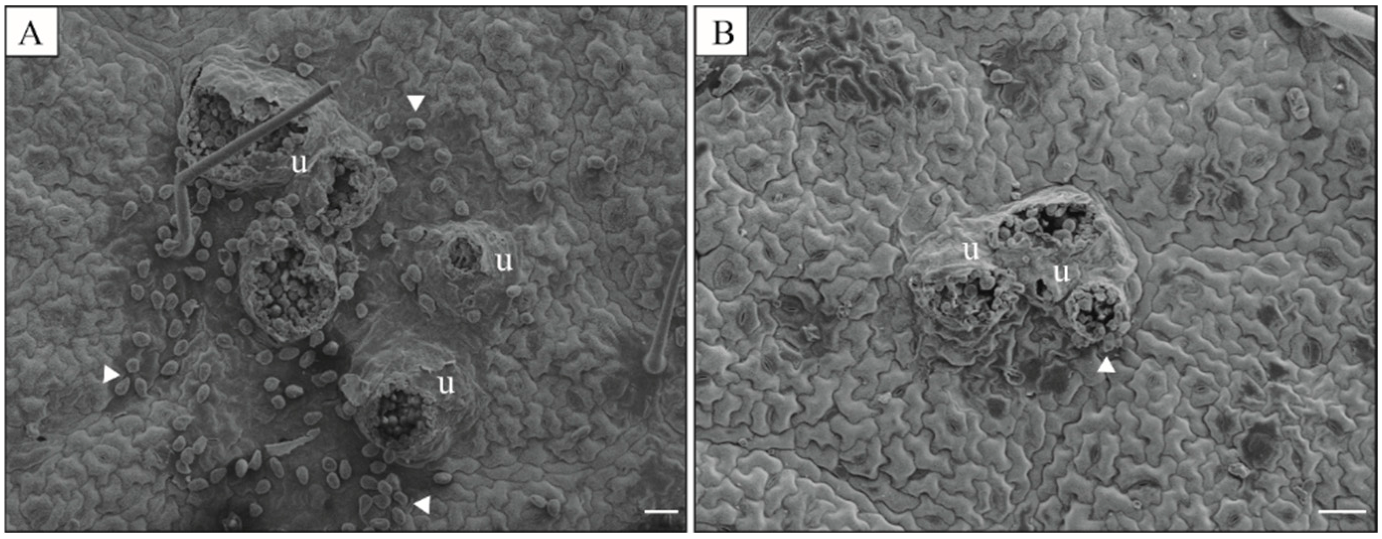 Plants 13 03161 g004