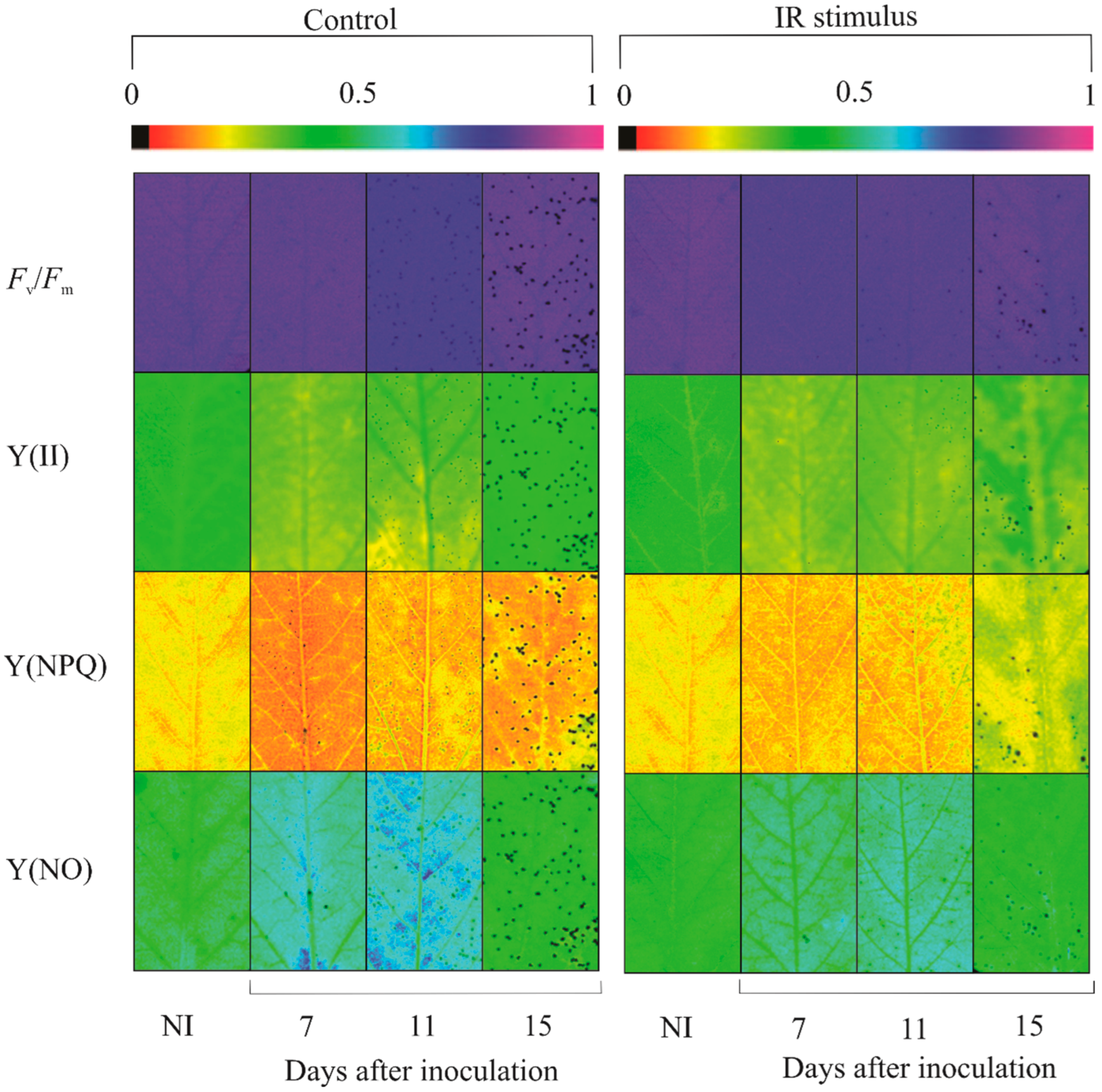 Plants 13 03161 g006