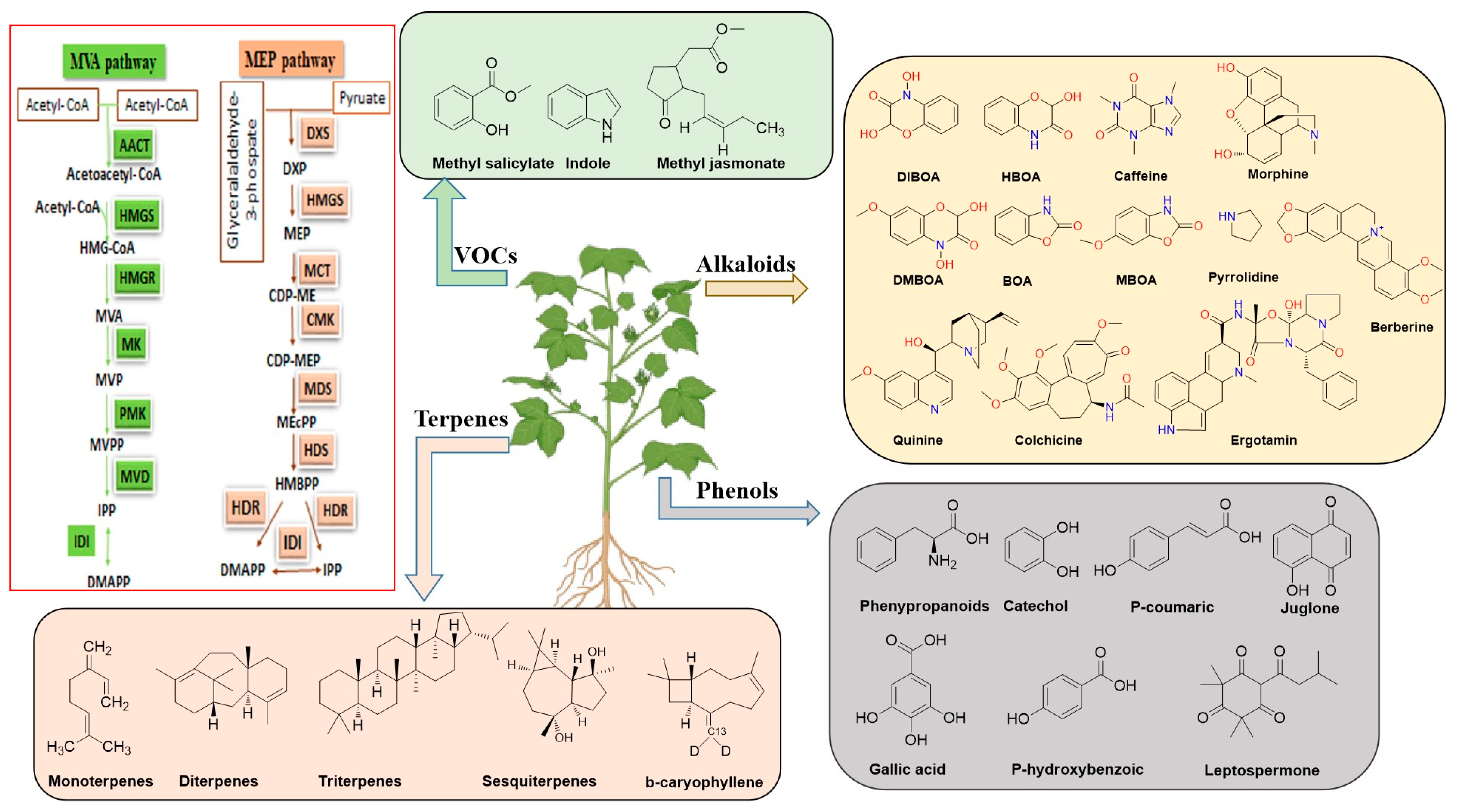 Plants 13 03162 g001