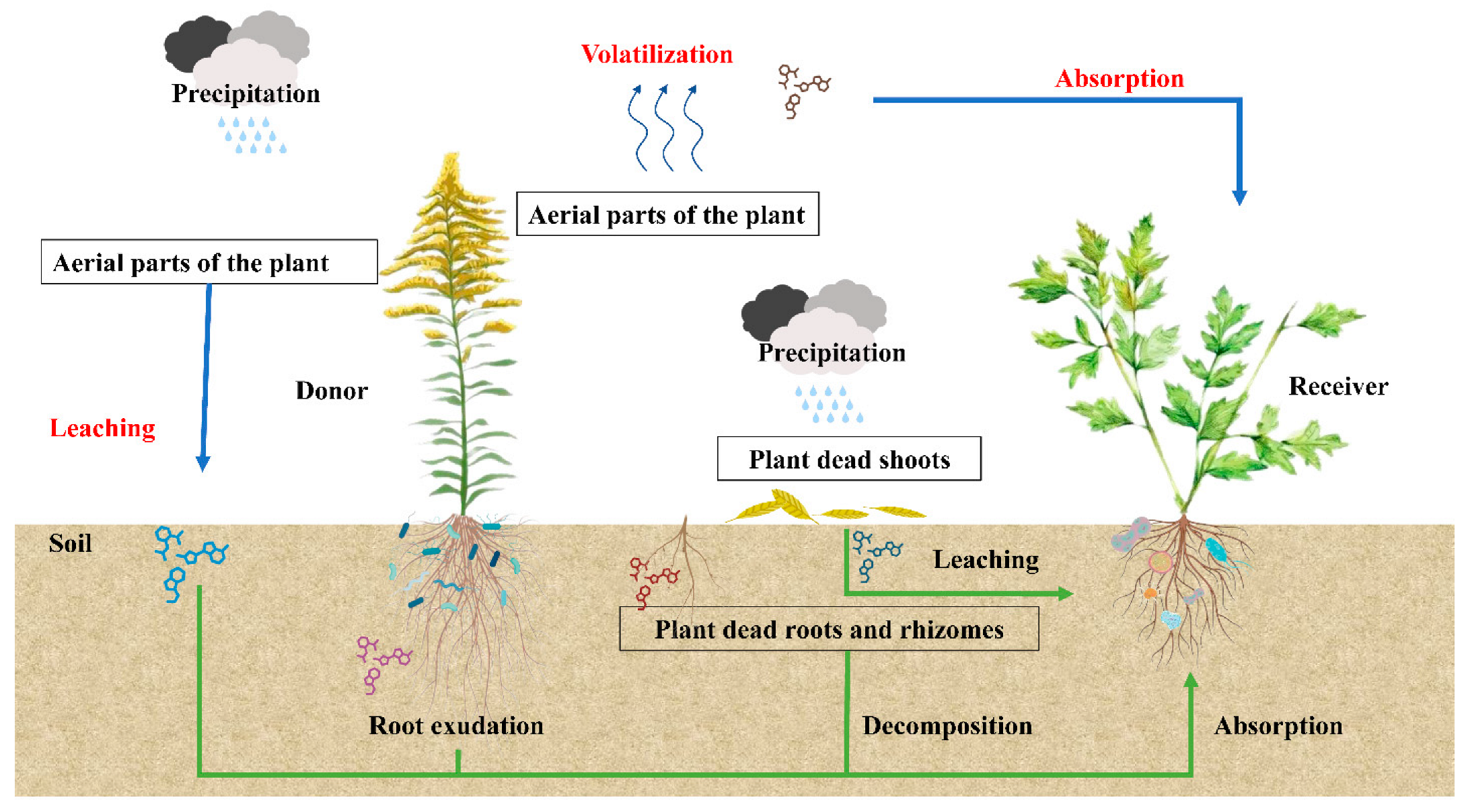 Plants 13 03162 g004