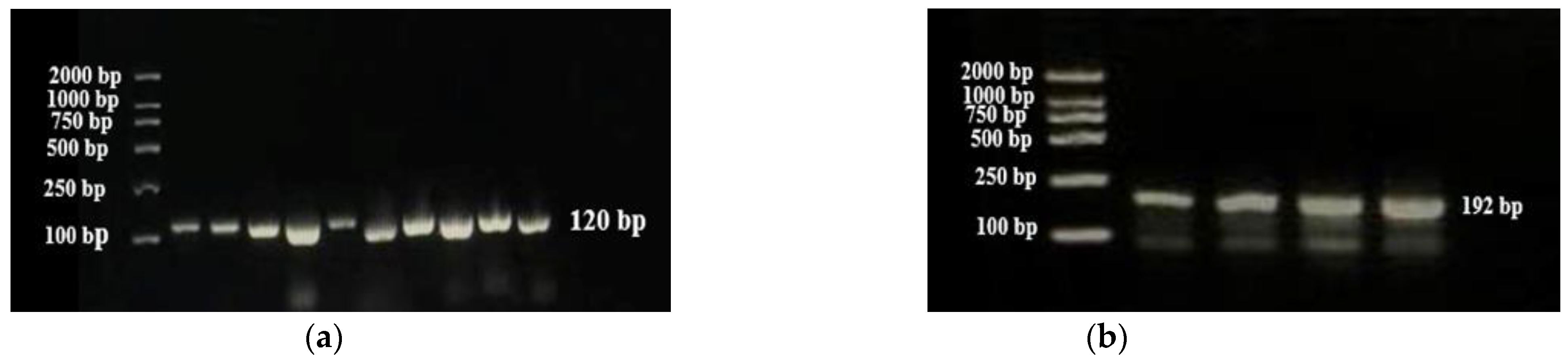 Plants 13 03163 g003