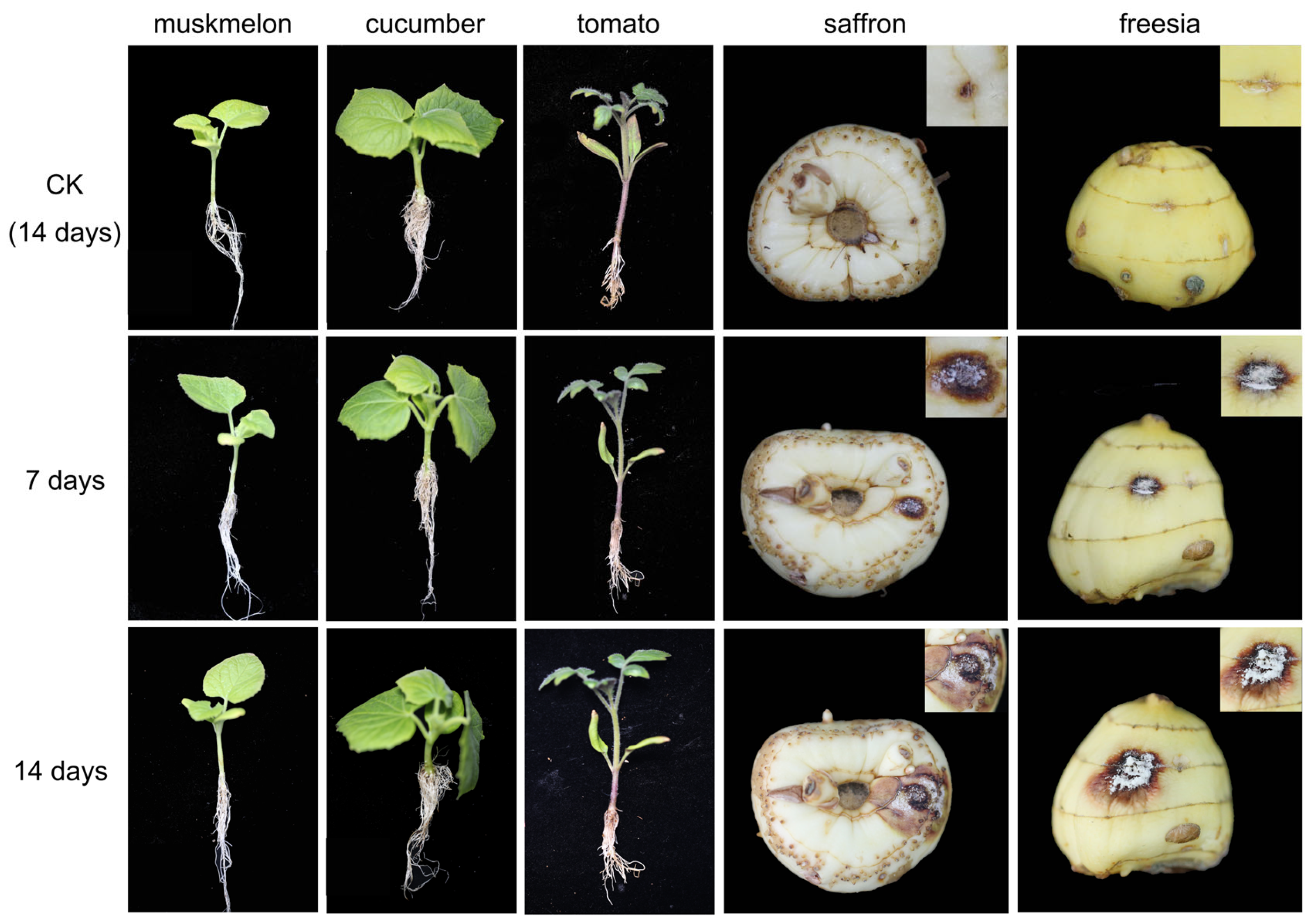 Plants 13 03166 g001