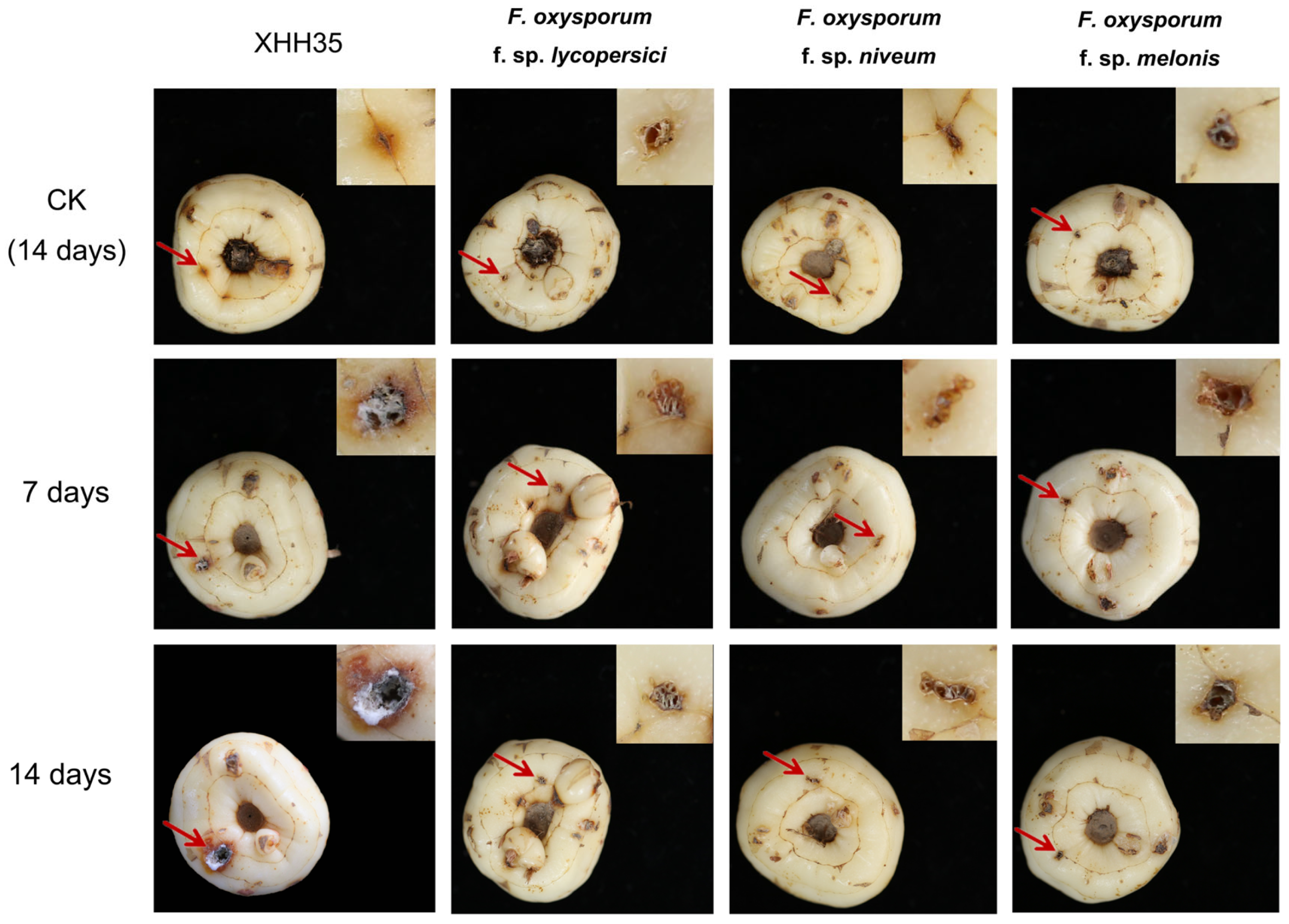 Plants 13 03166 g002