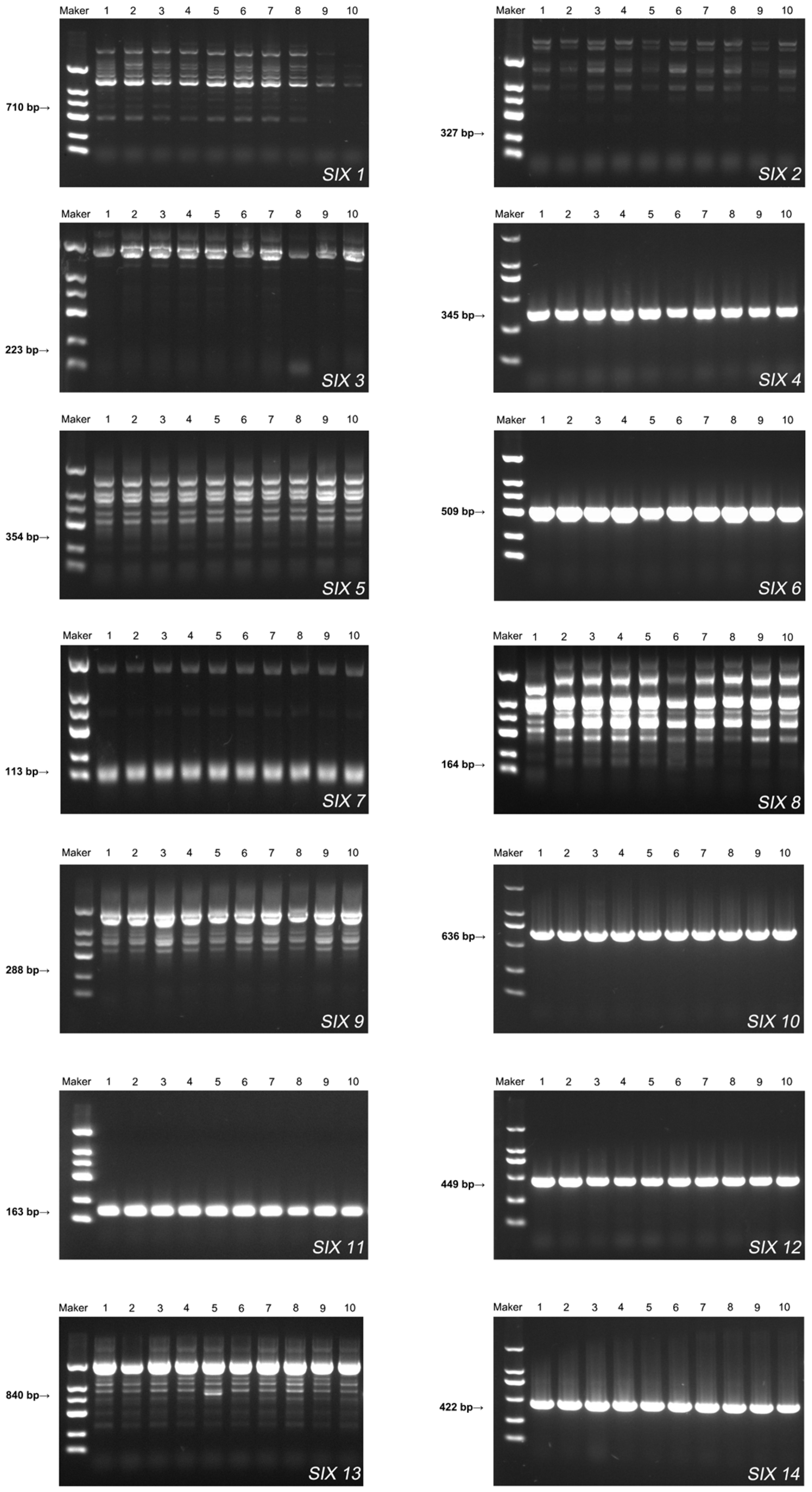 Plants 13 03166 g004