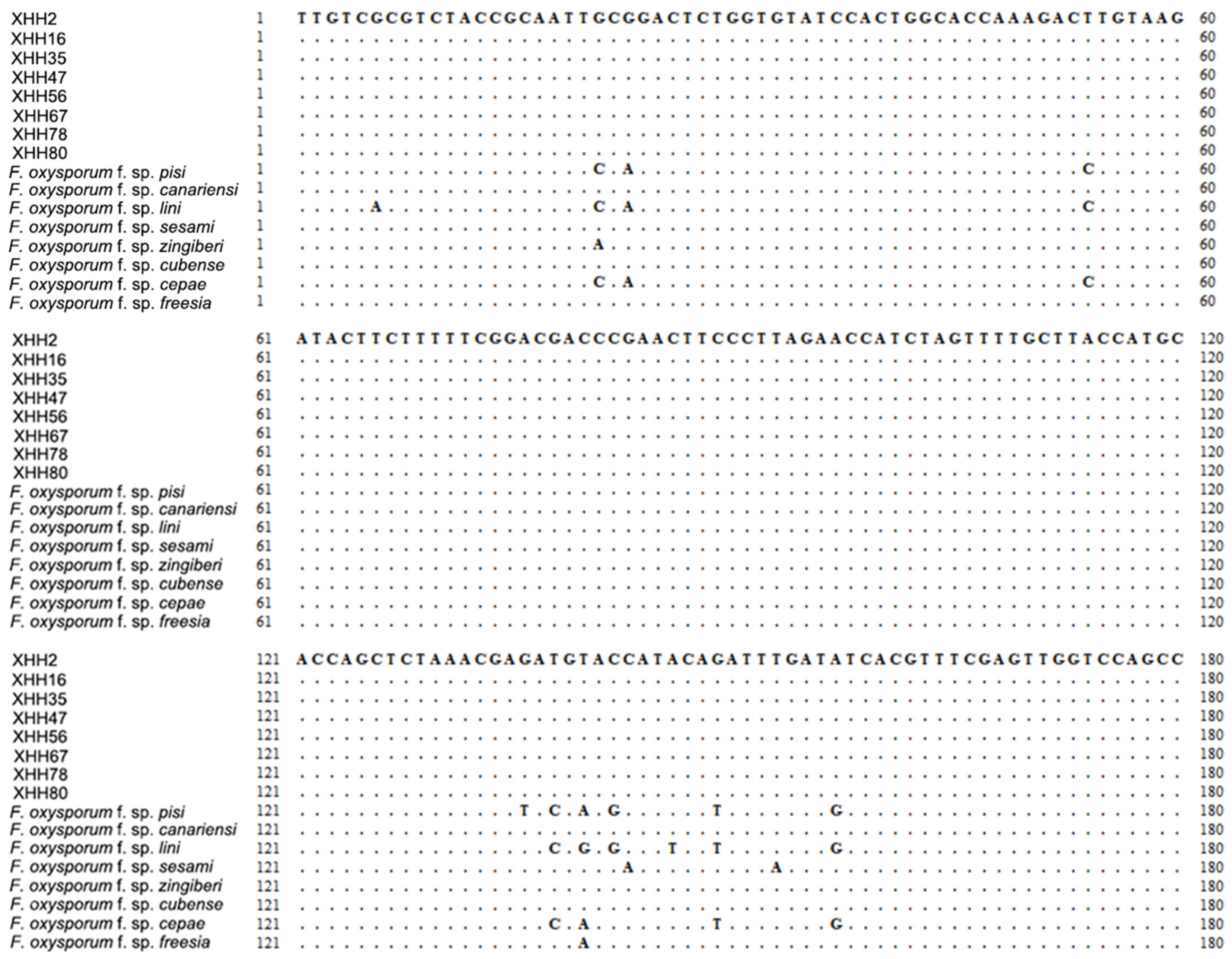 Plants 13 03166 g006a