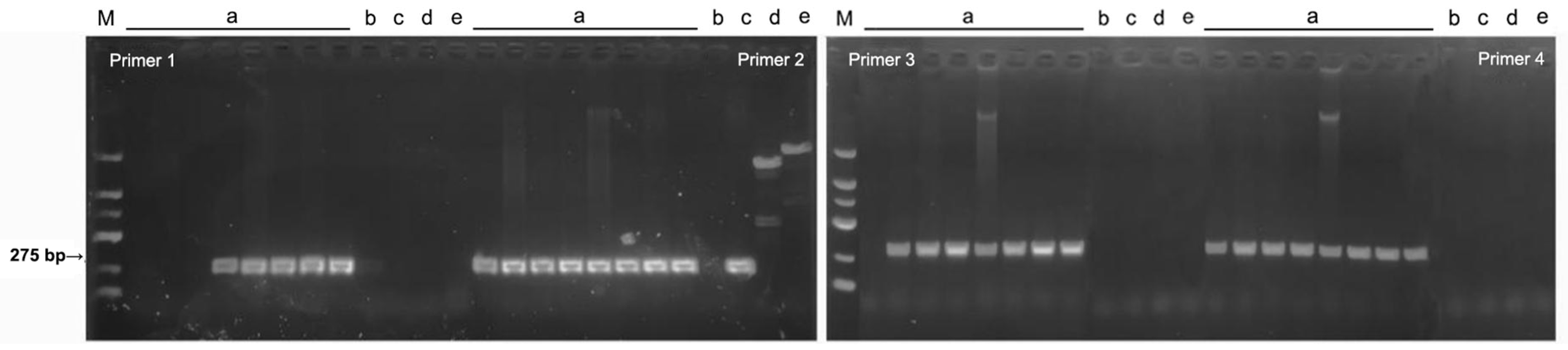 Plants 13 03166 g007