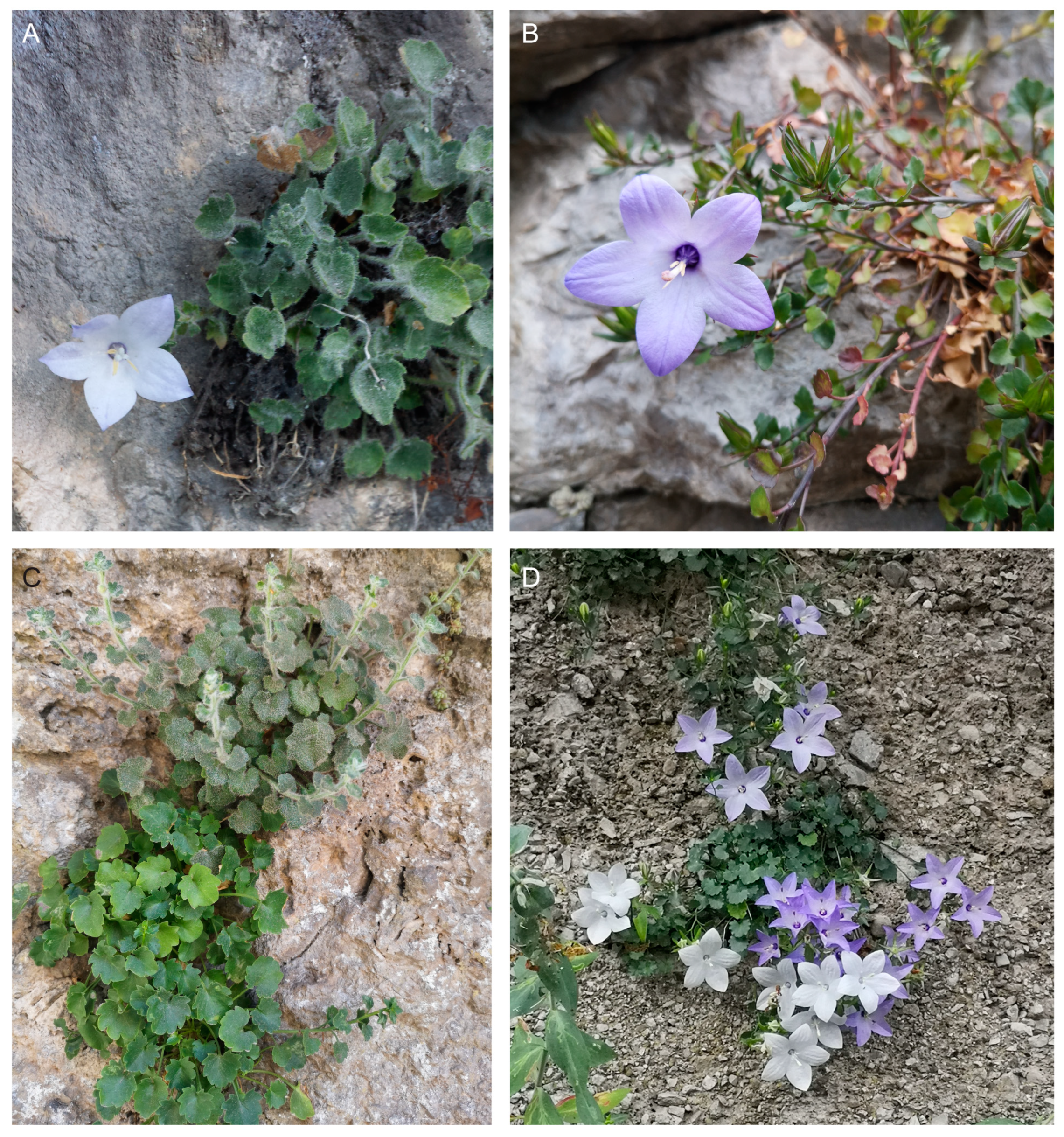 Plants 13 03169 g001 Plants 13 03169 g001