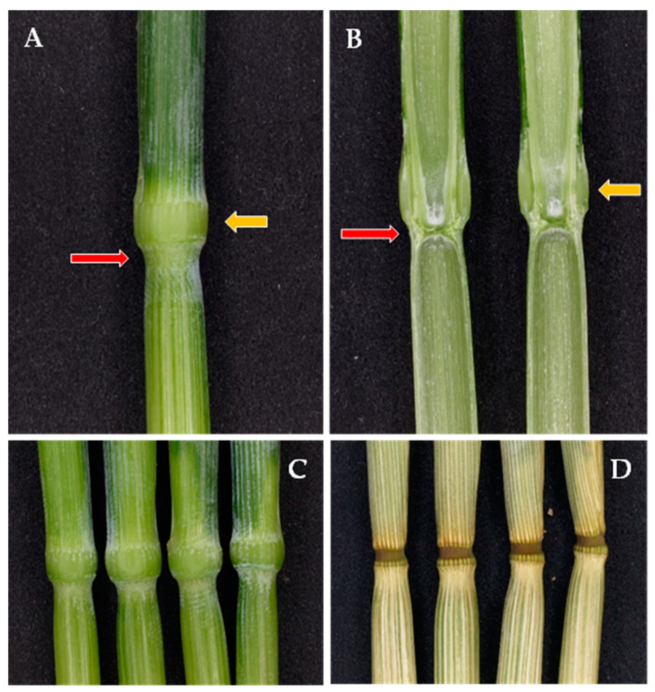 Plants 13 03172 g001