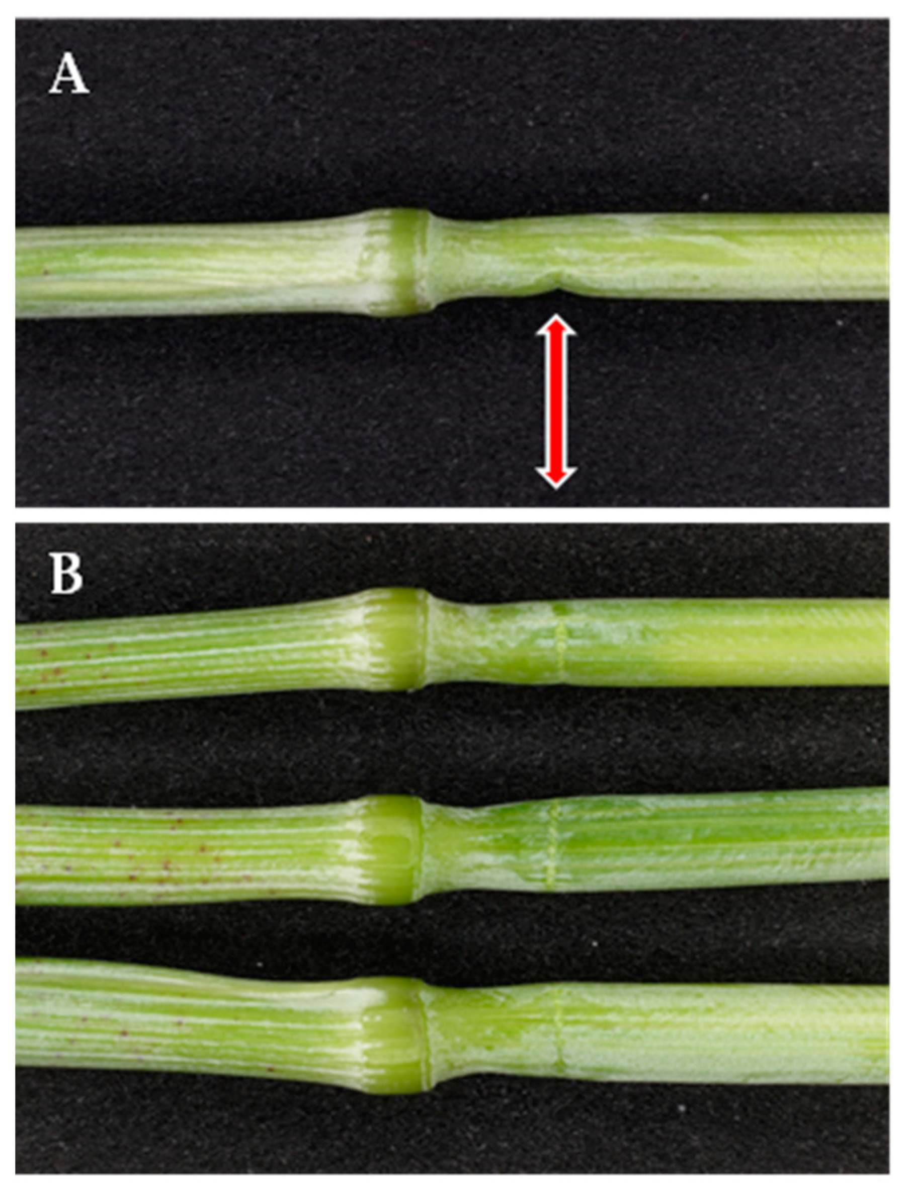 Plants 13 03172 g002