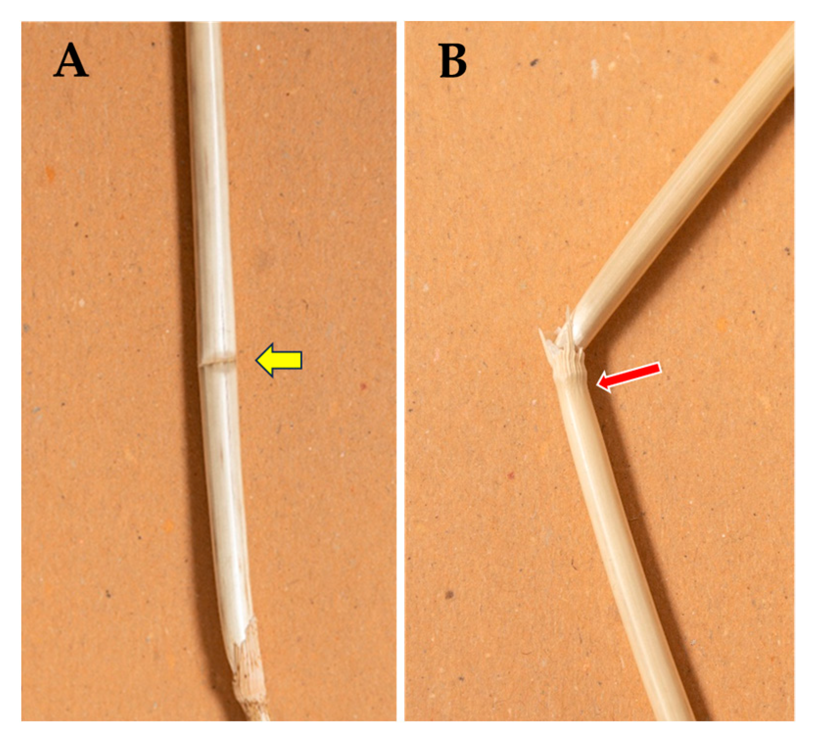 Plants 13 03172 g006