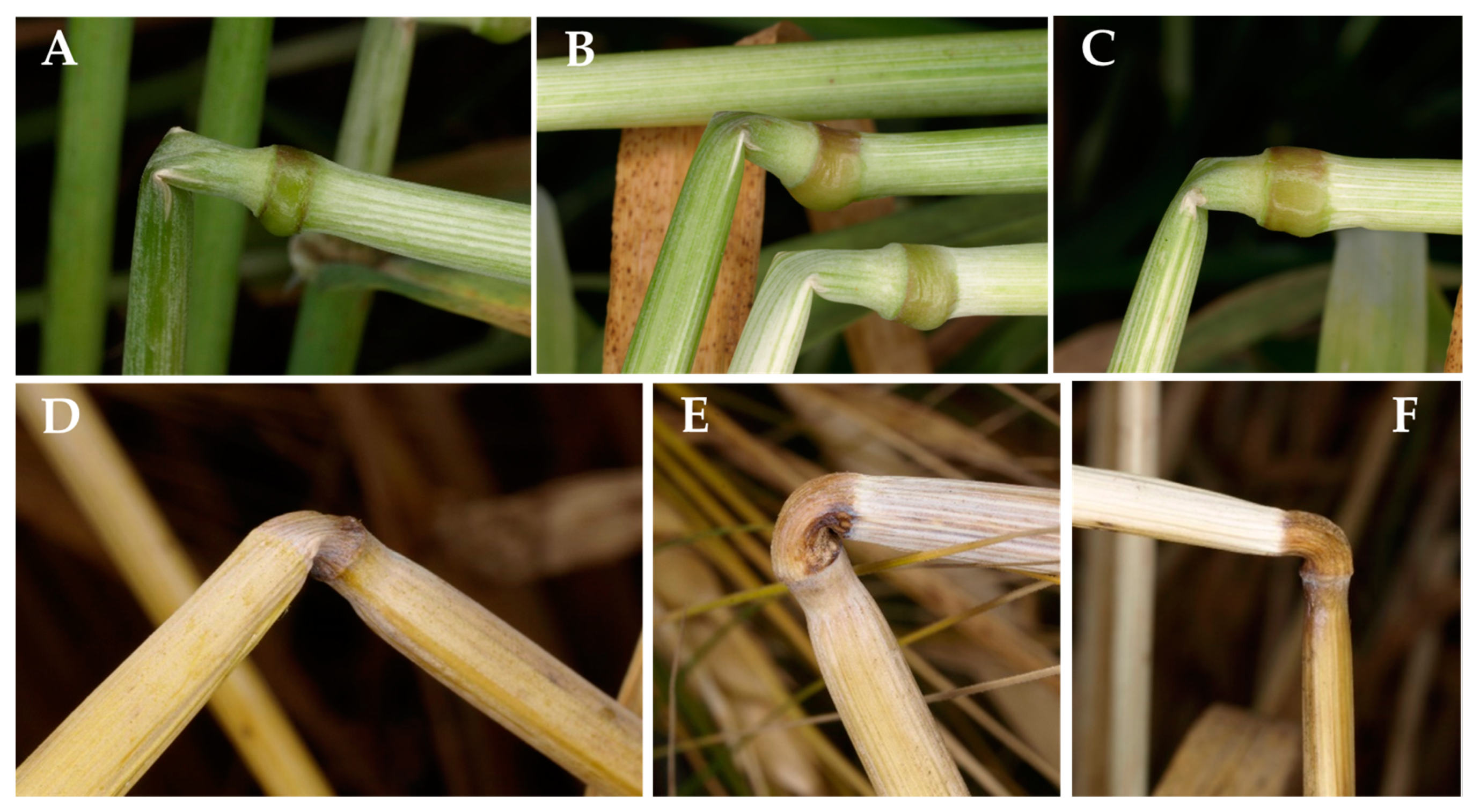 Plants 13 03172 g012