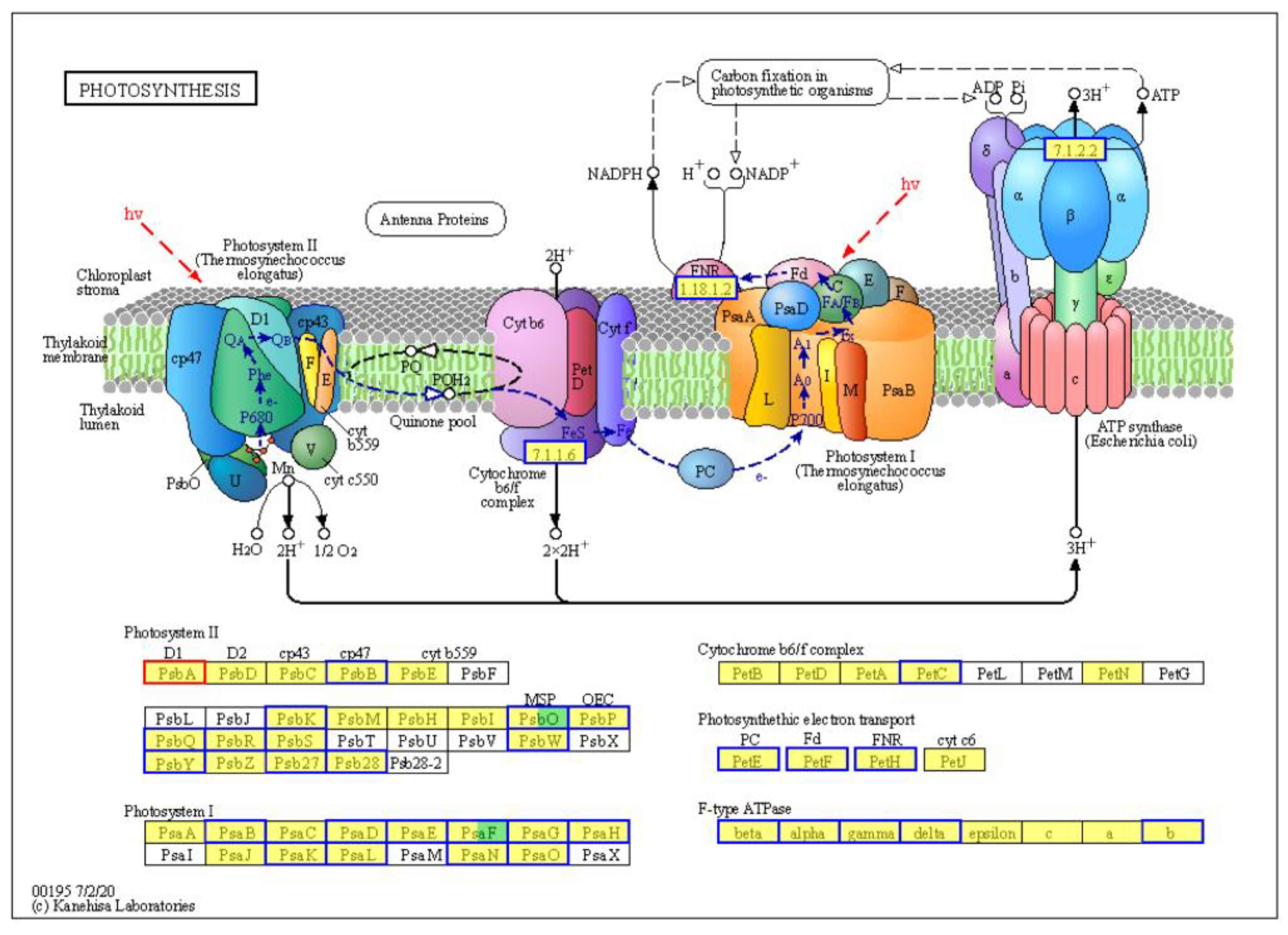 Plants 13 03198 g007