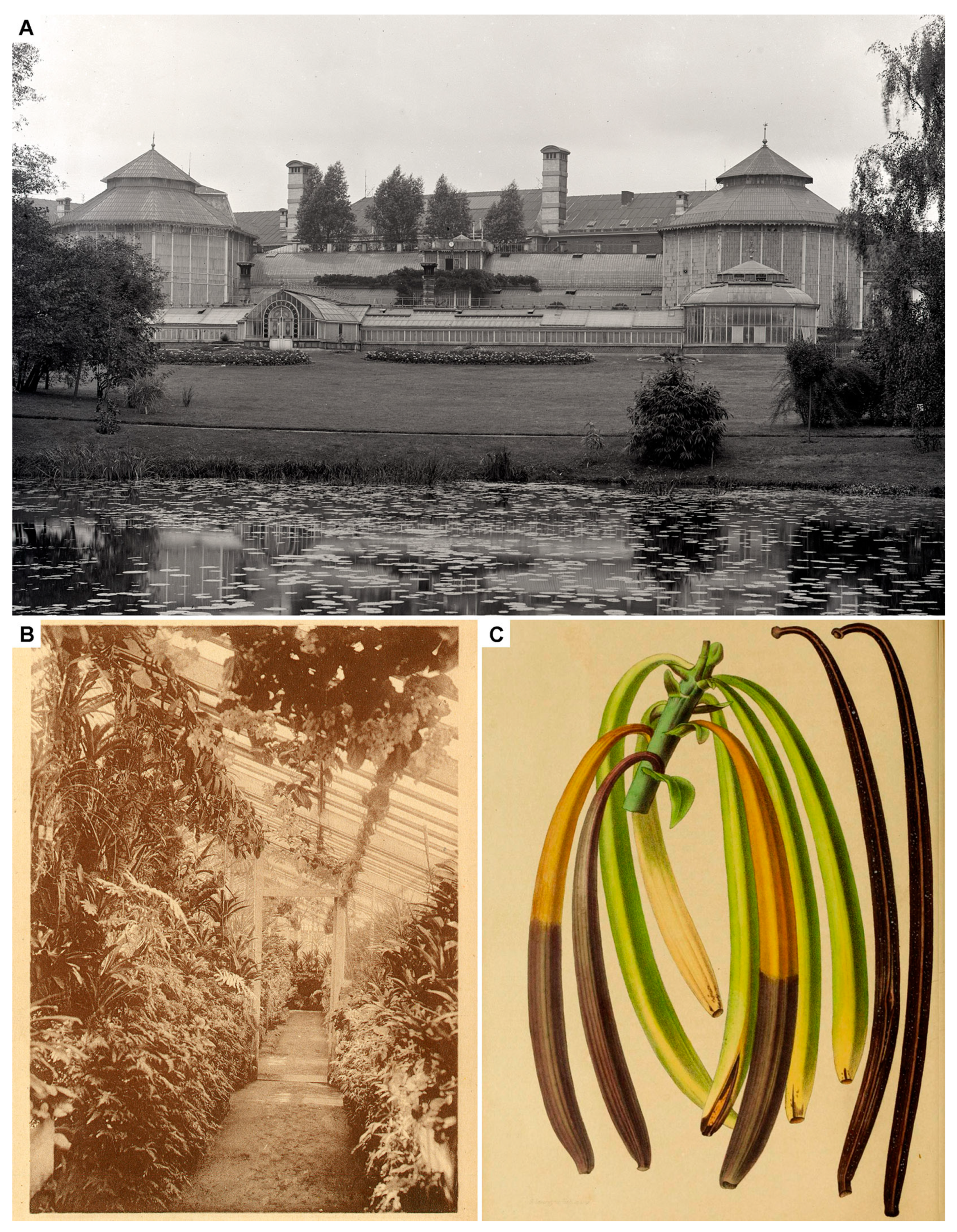 Plants 13 03203 g003