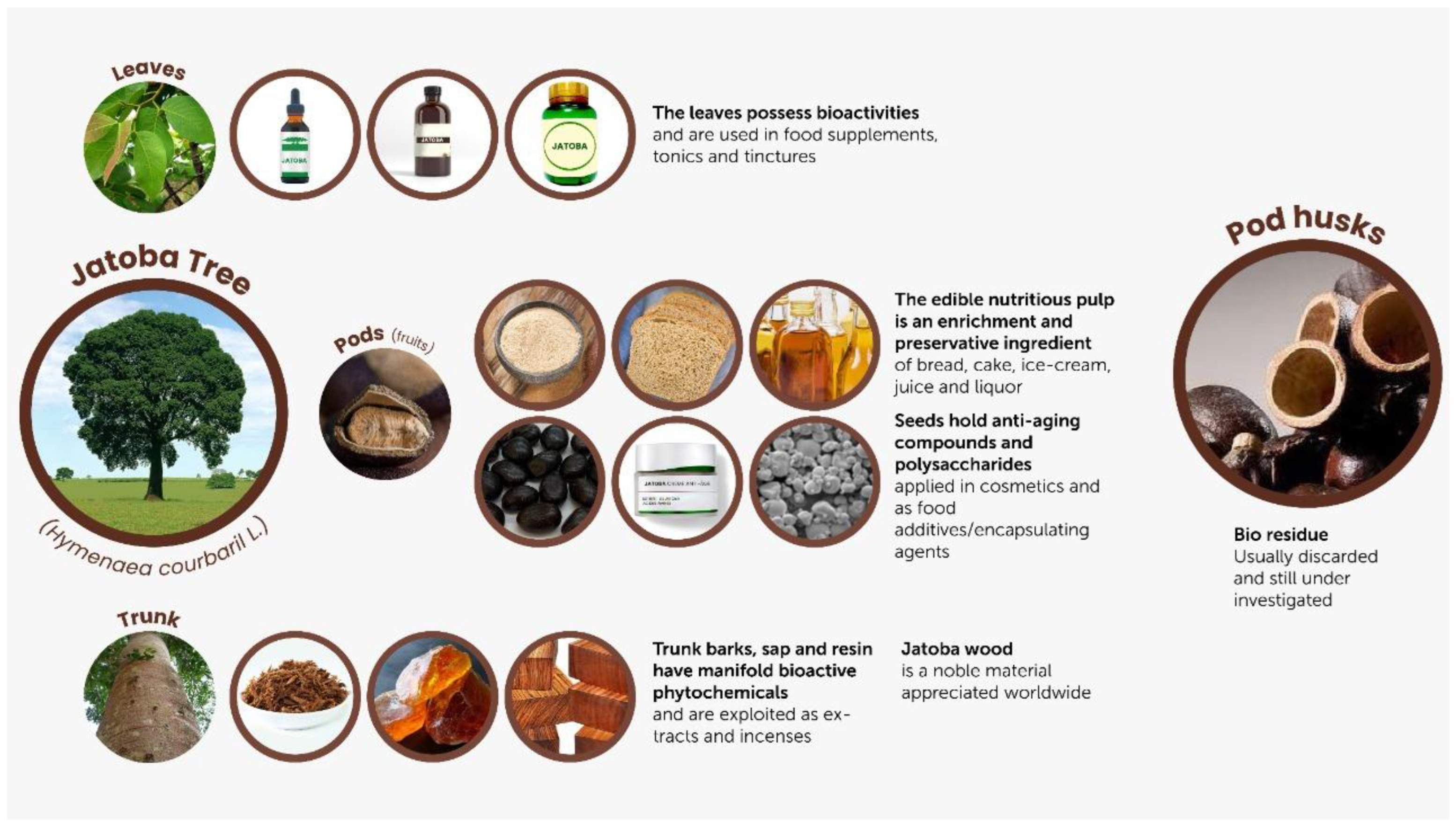 Plants 13 03207 g001