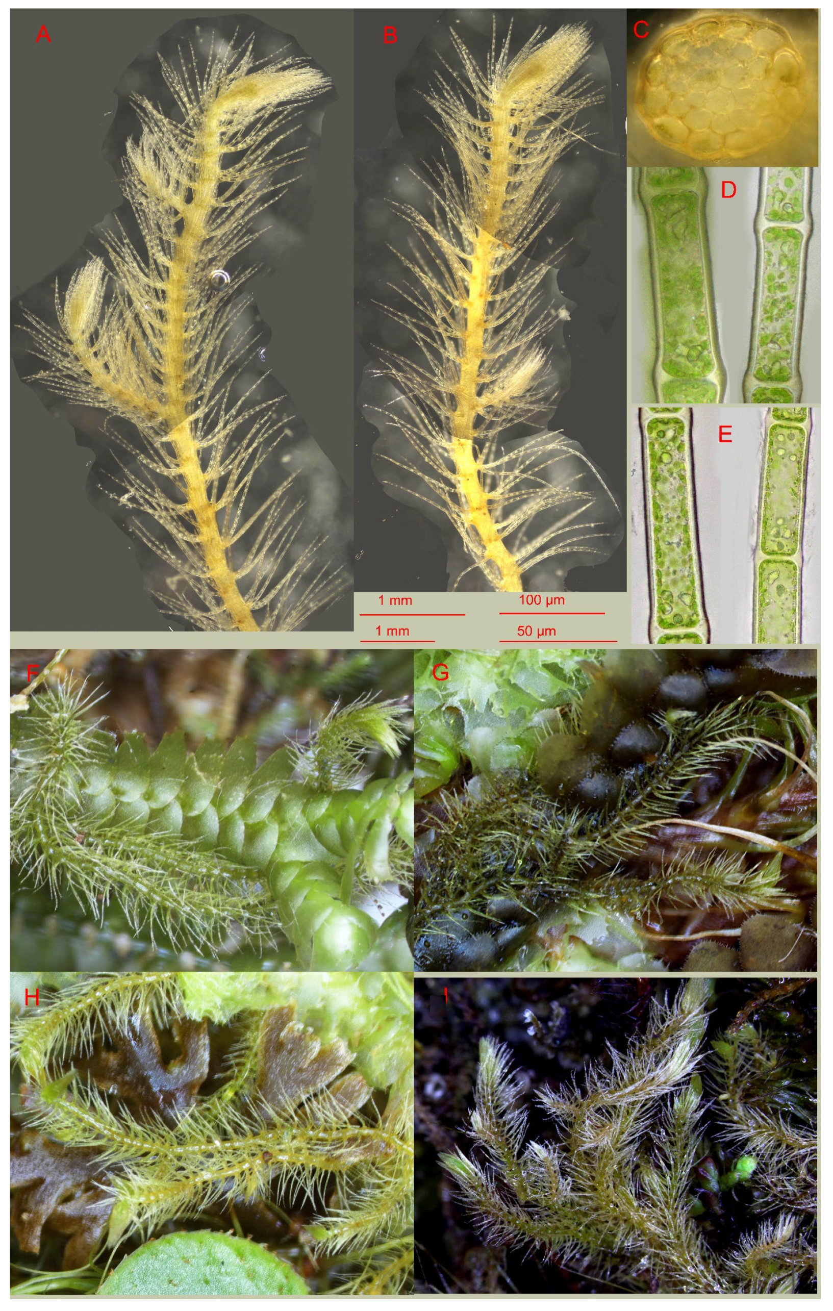 Plants 13 03215 g003