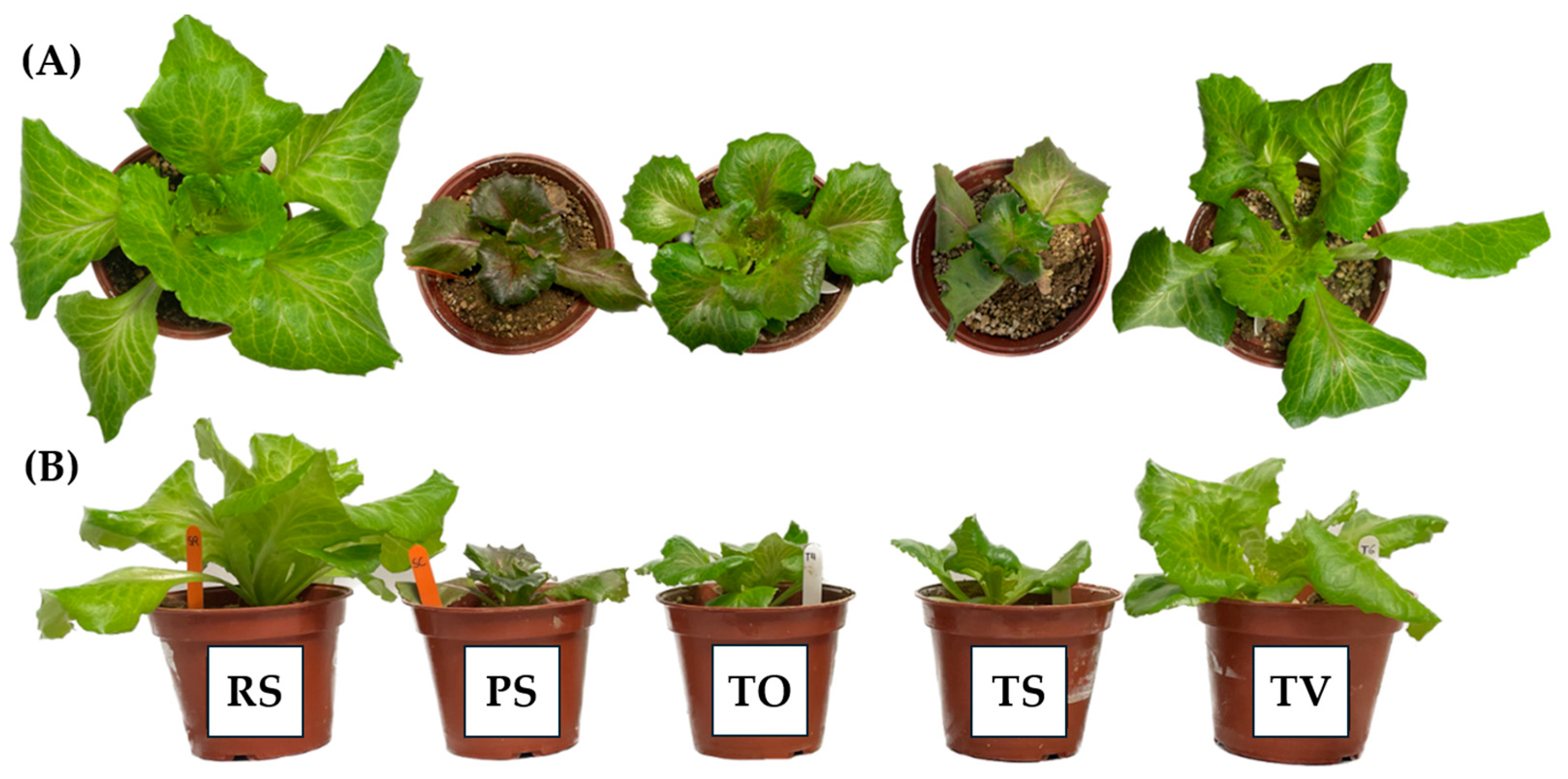 Plants 13 03222 g002