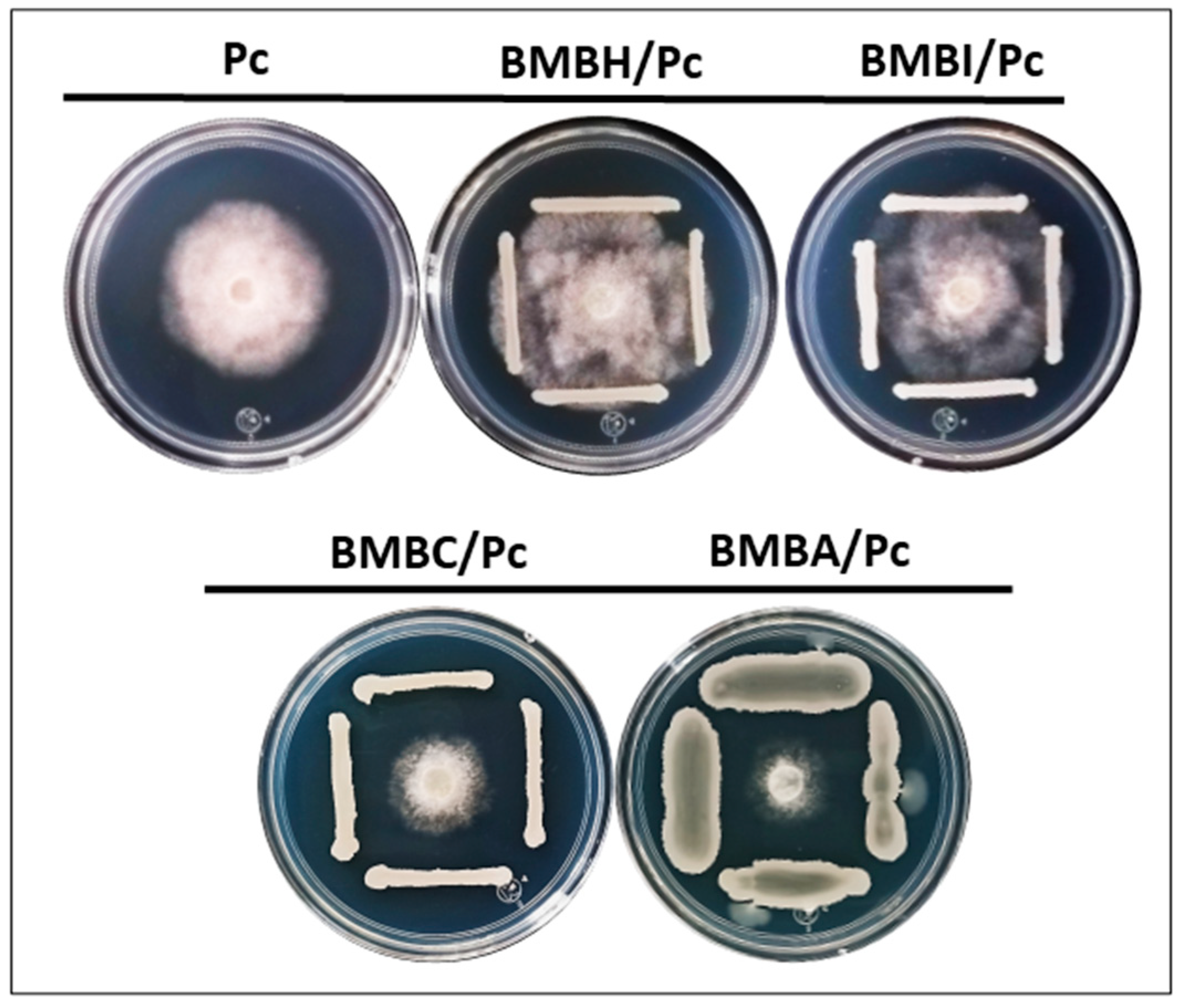 Plants 13 03224 g001