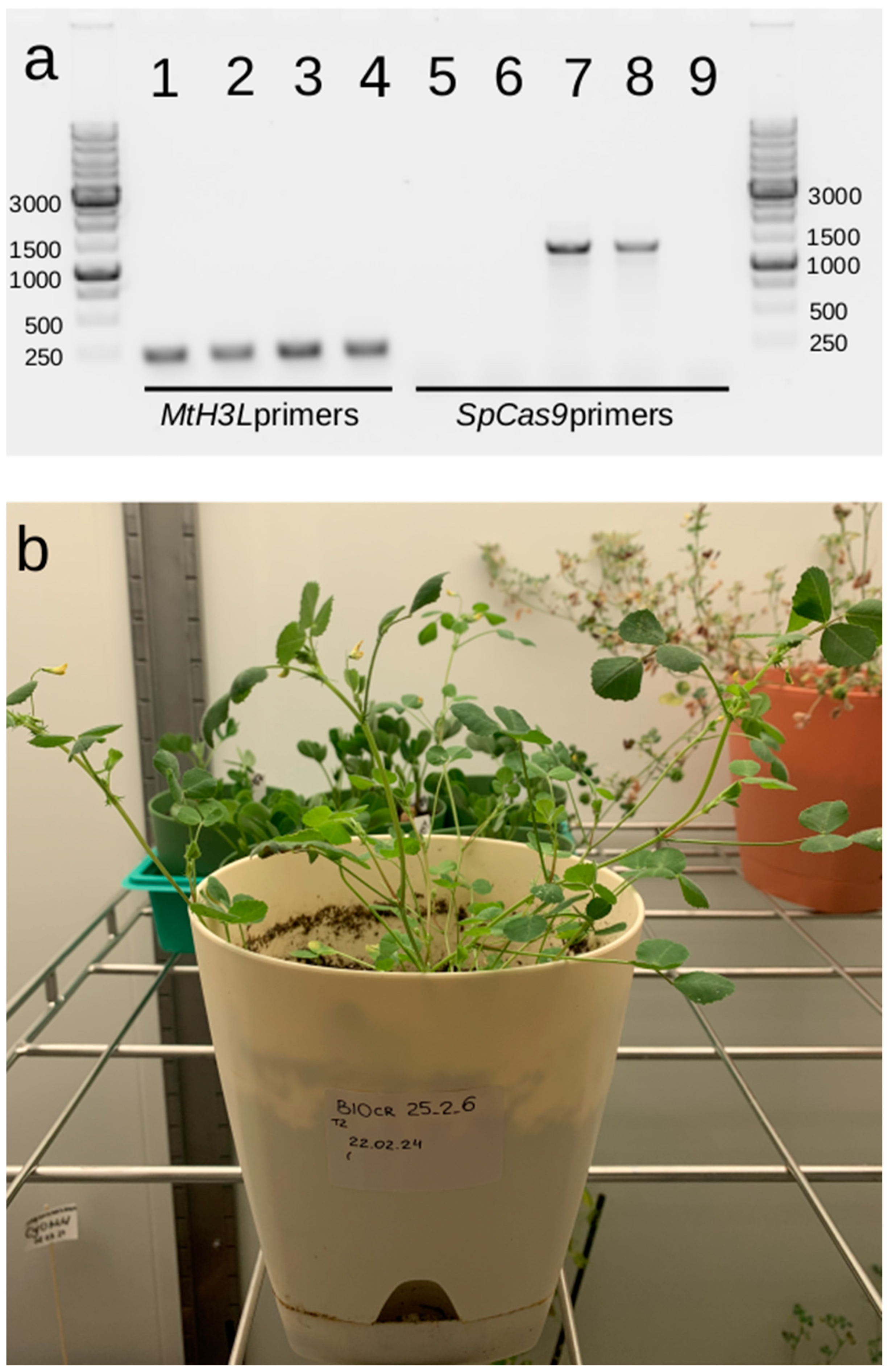 Plants 13 03226 g007