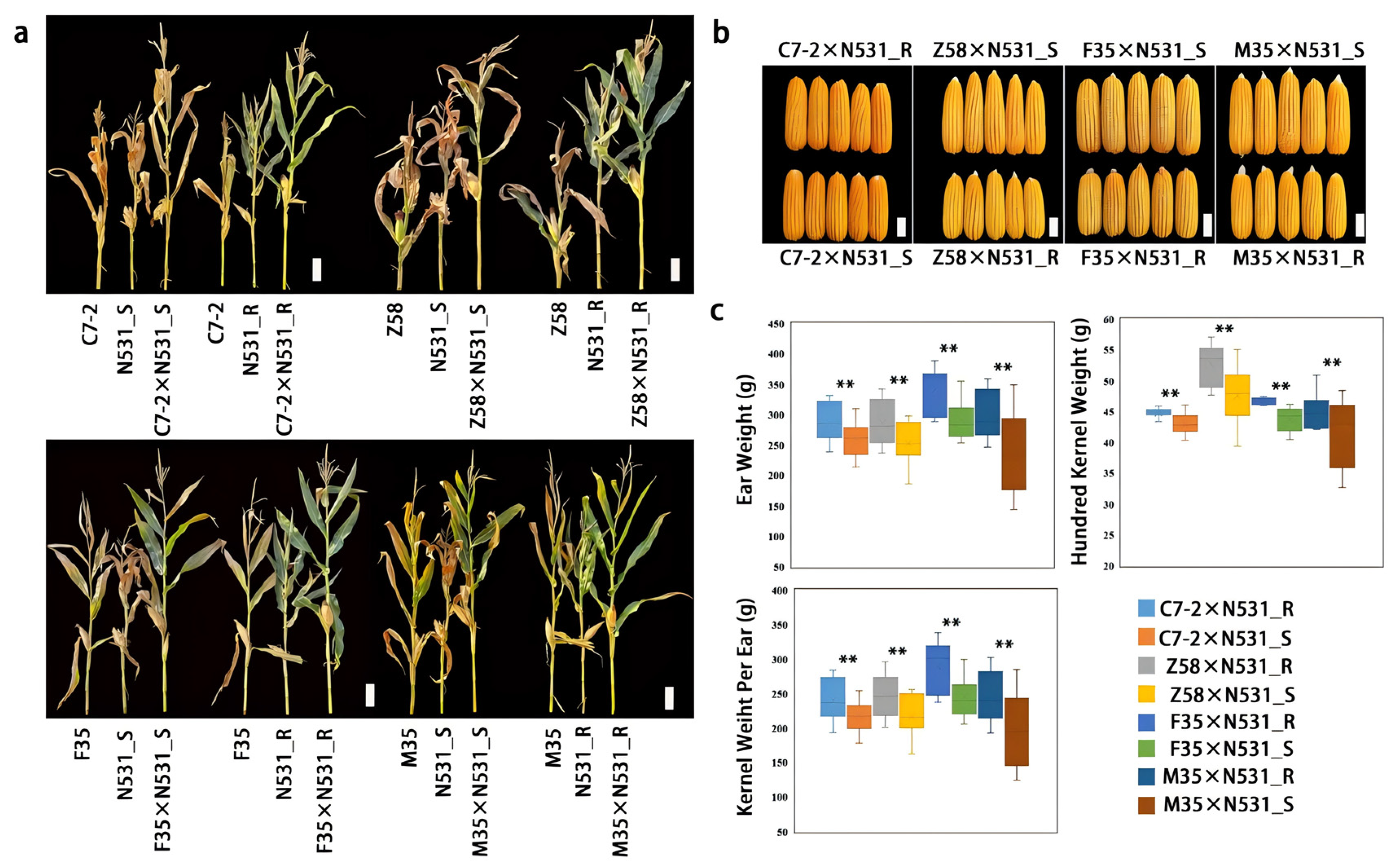Plants 13 03227 g006