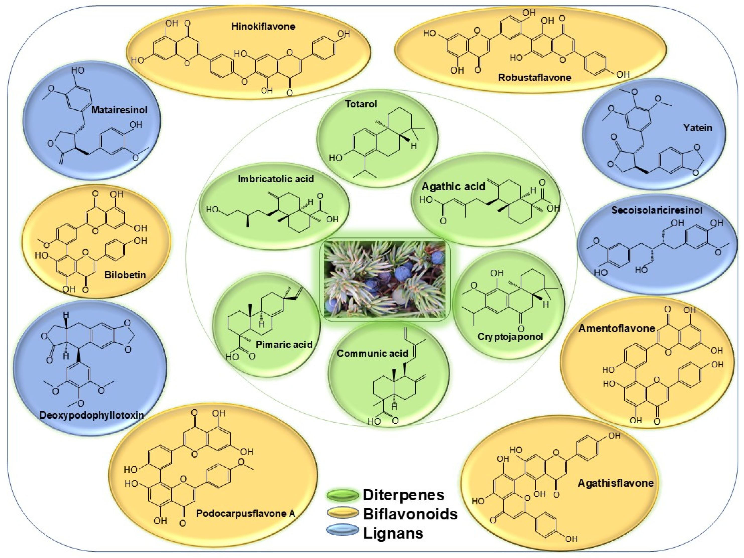 Plants 13 03233 g001