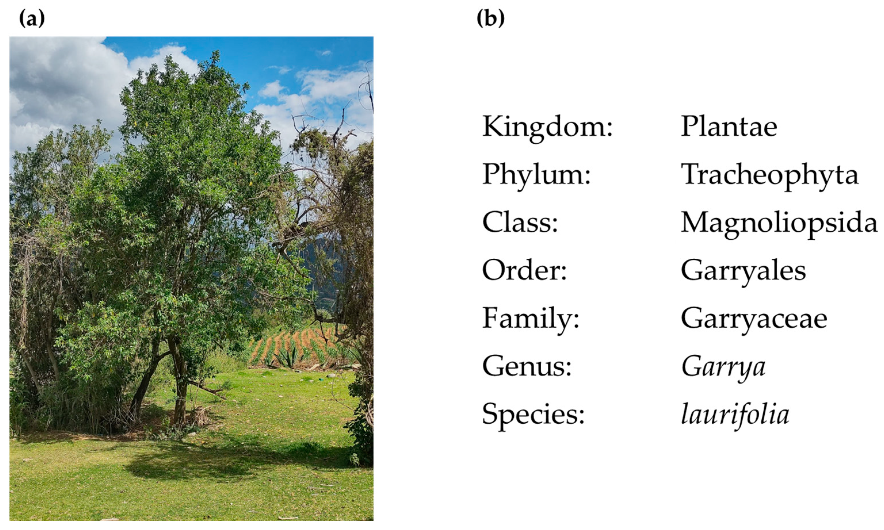 Plants 13 03235 g001