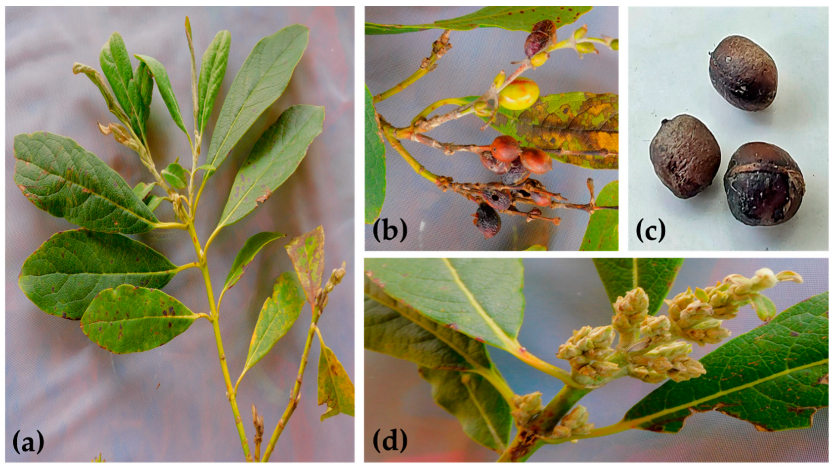 Plants 13 03235 g002